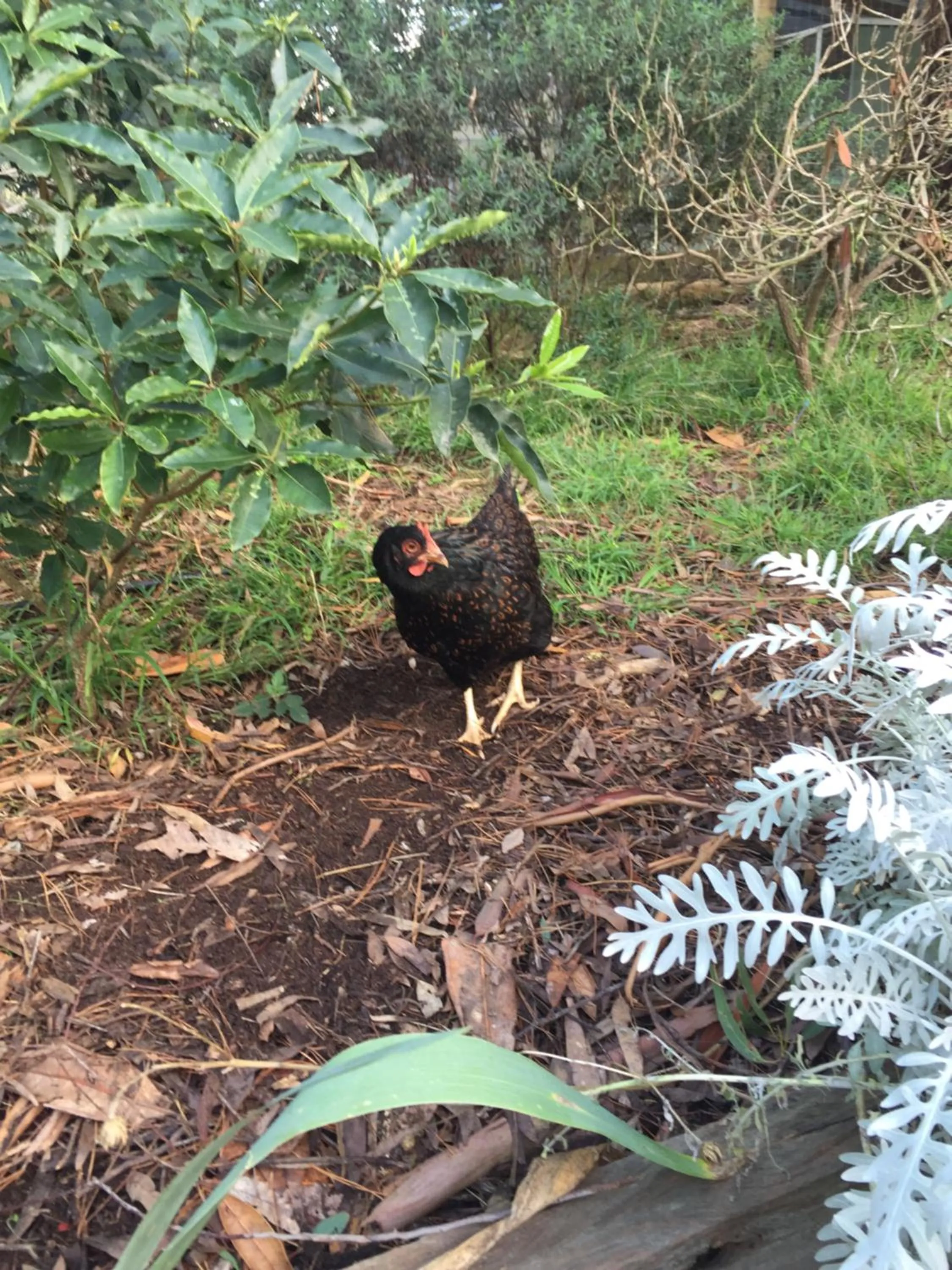 Animals in Sherwood Park bed and breakfast