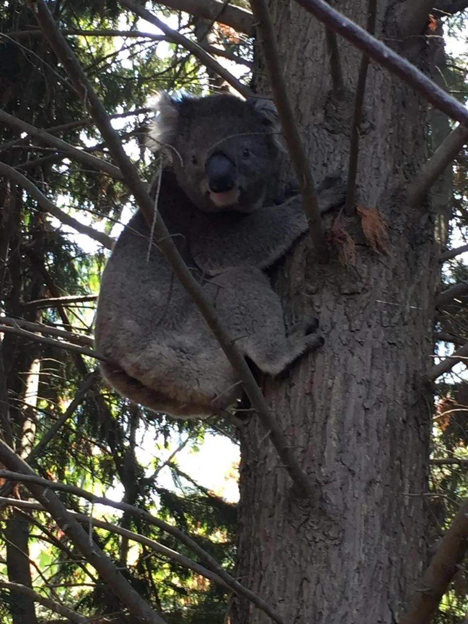 Animals in Sherwood Park bed and breakfast