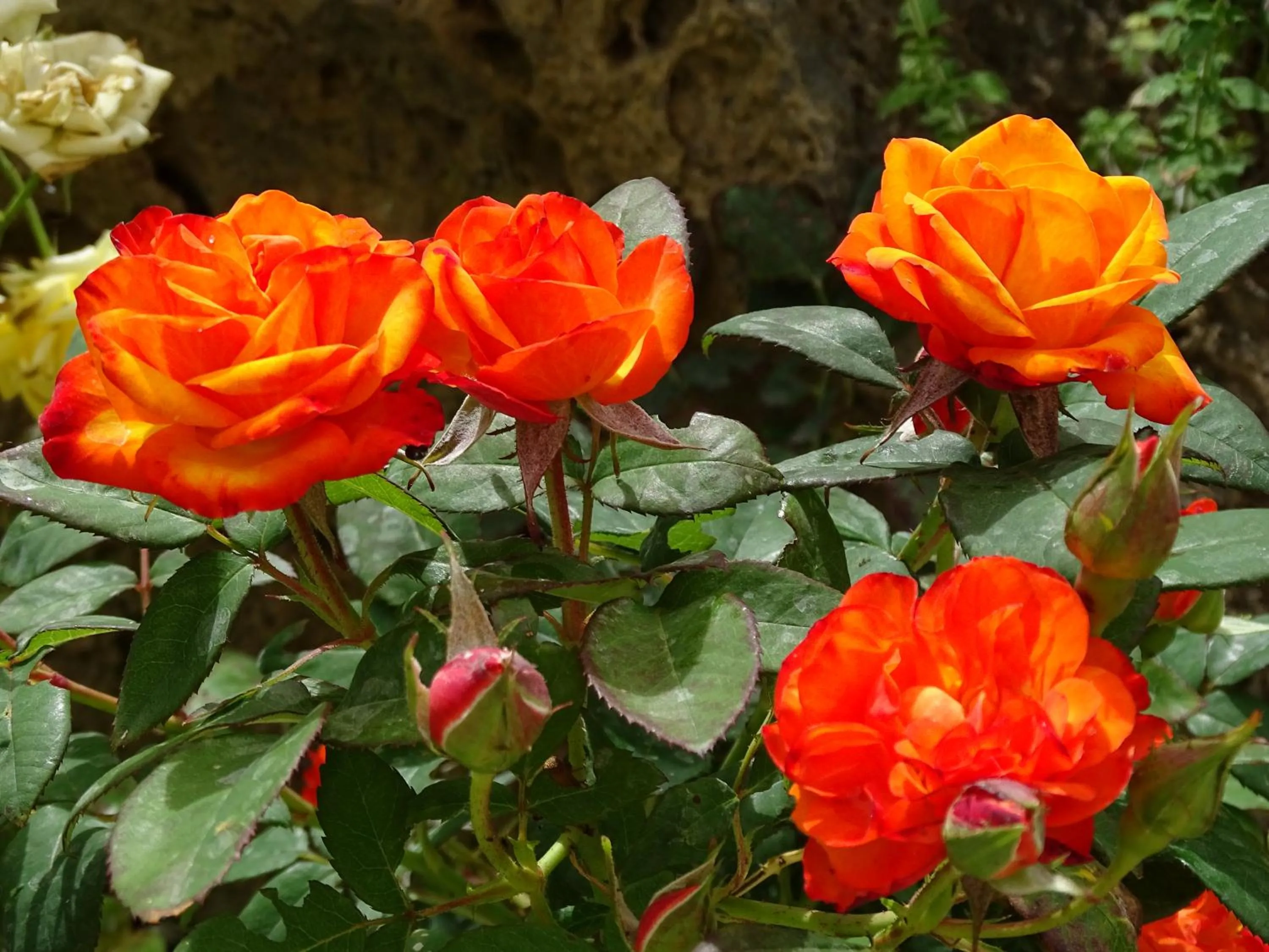 Garden in B&B La Dolce Vita