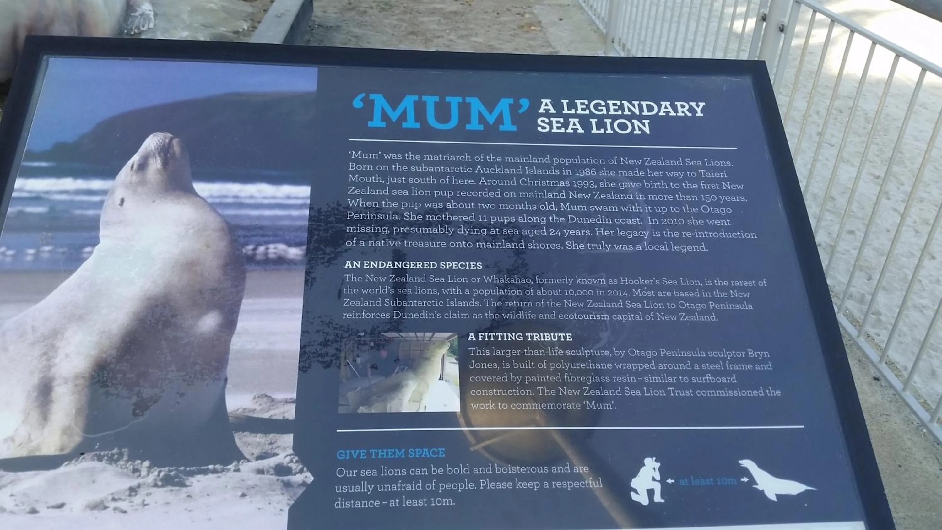 Animals in Rosemount B&B by the Sea St Clair