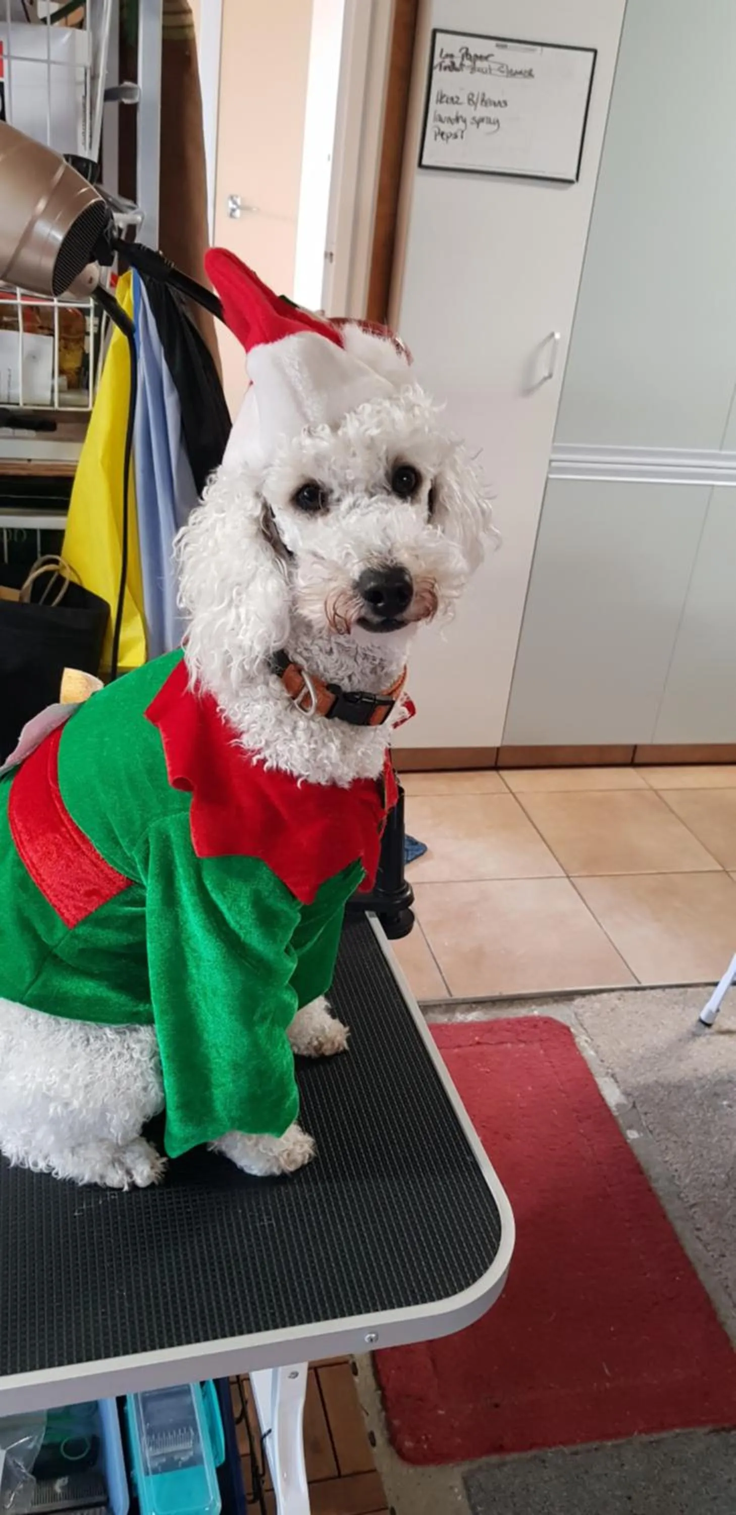 Pets in Rosemount B&B by the Sea St Clair