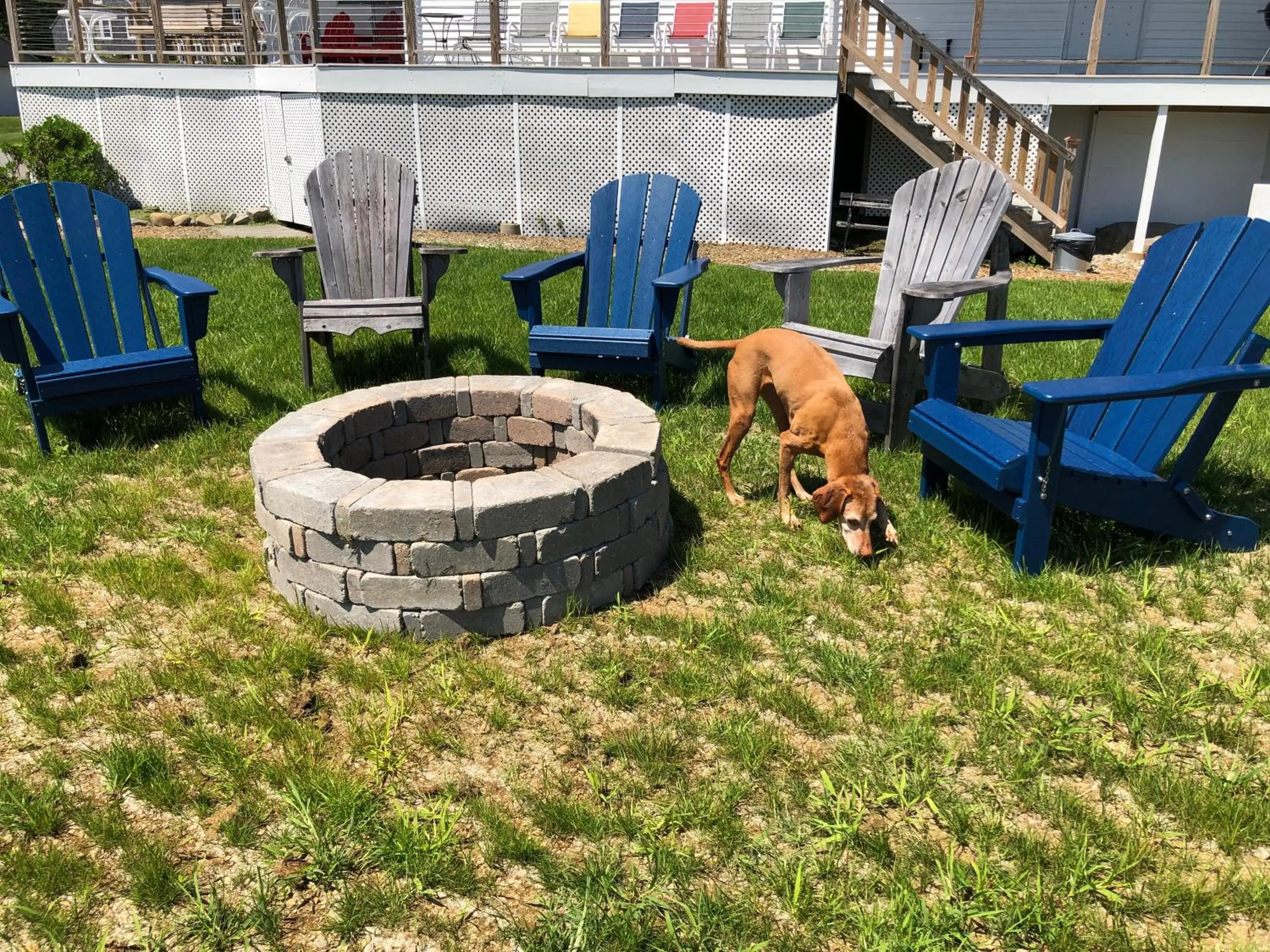 Pets in The Craignair Inn & Causeway Restaurant