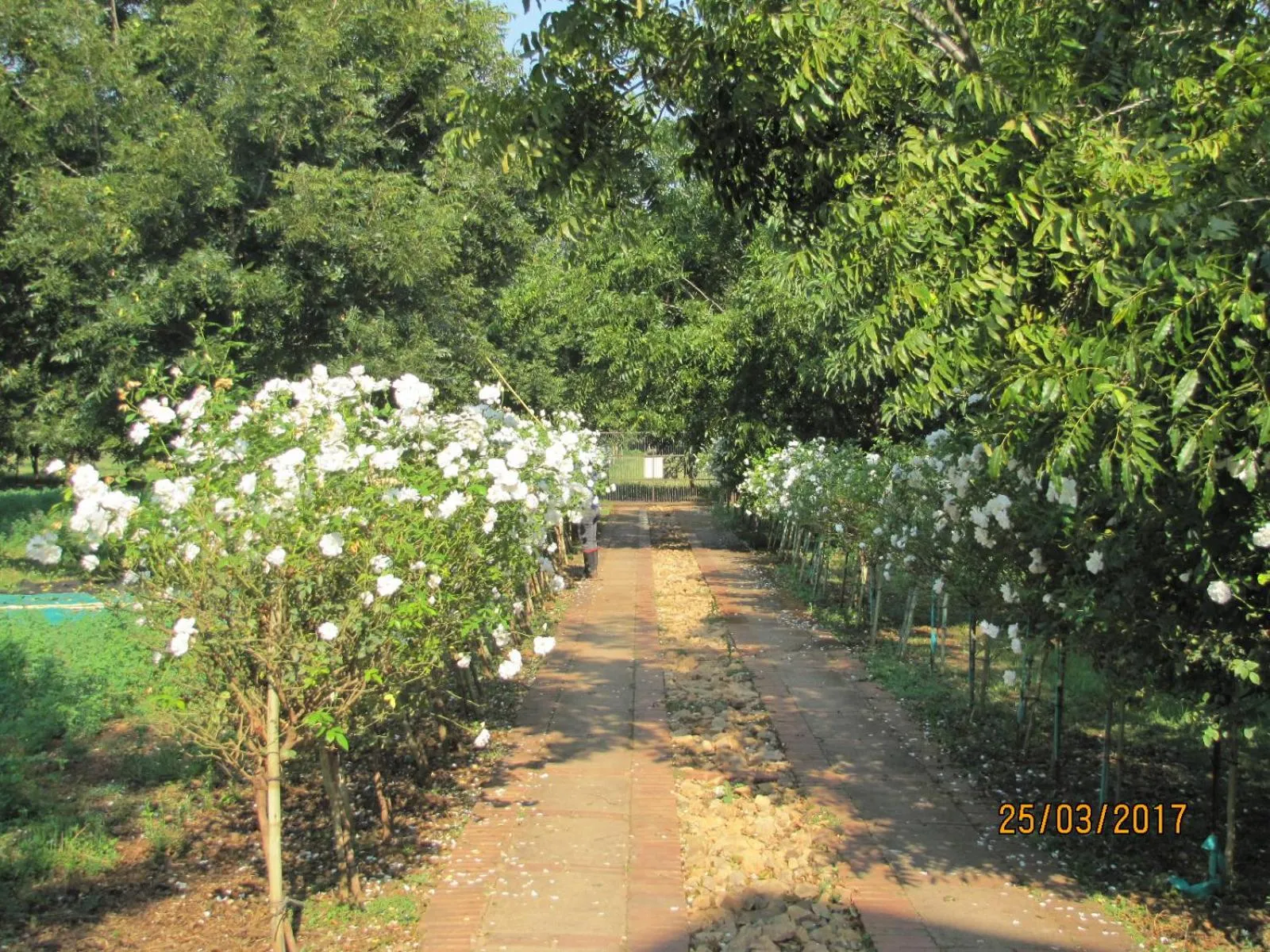 Garden in Millstream Inn guest house