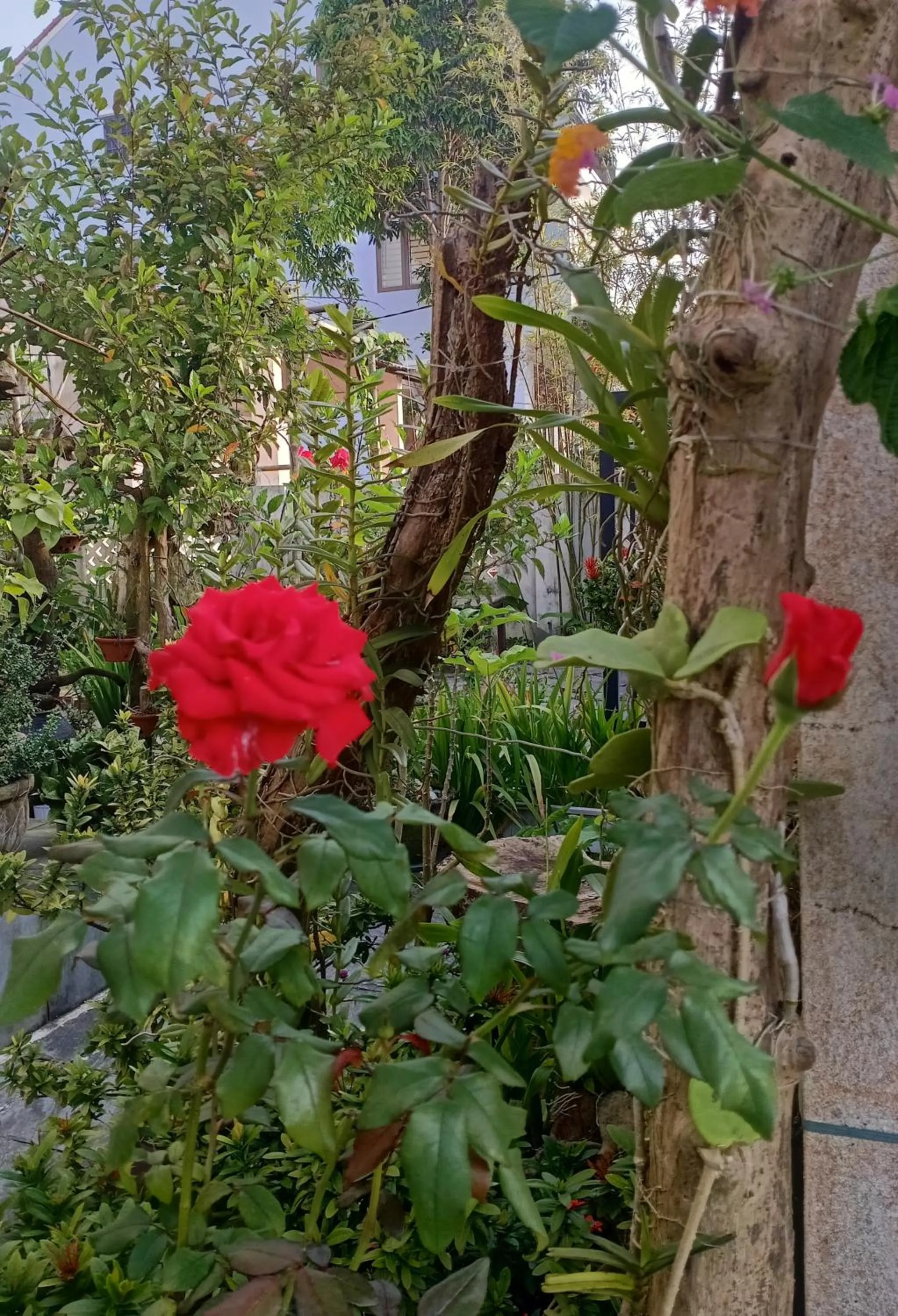 Day in AnBang Morning Glory Beach Homestay 호이안 안방비치 숙소호텔