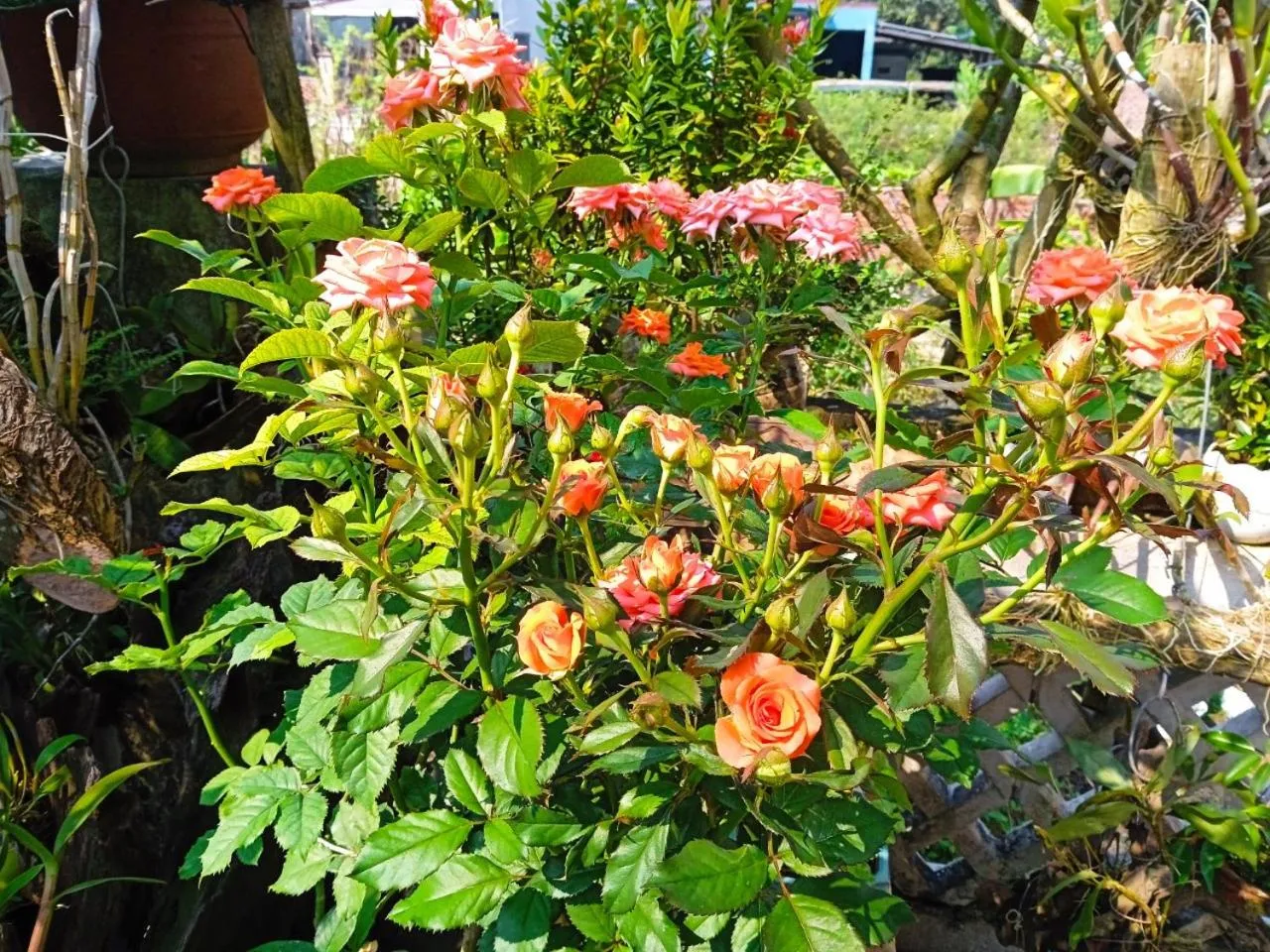 Property building in AnBang Morning Glory Beach Homestay 호이안 안방비치 숙소호텔