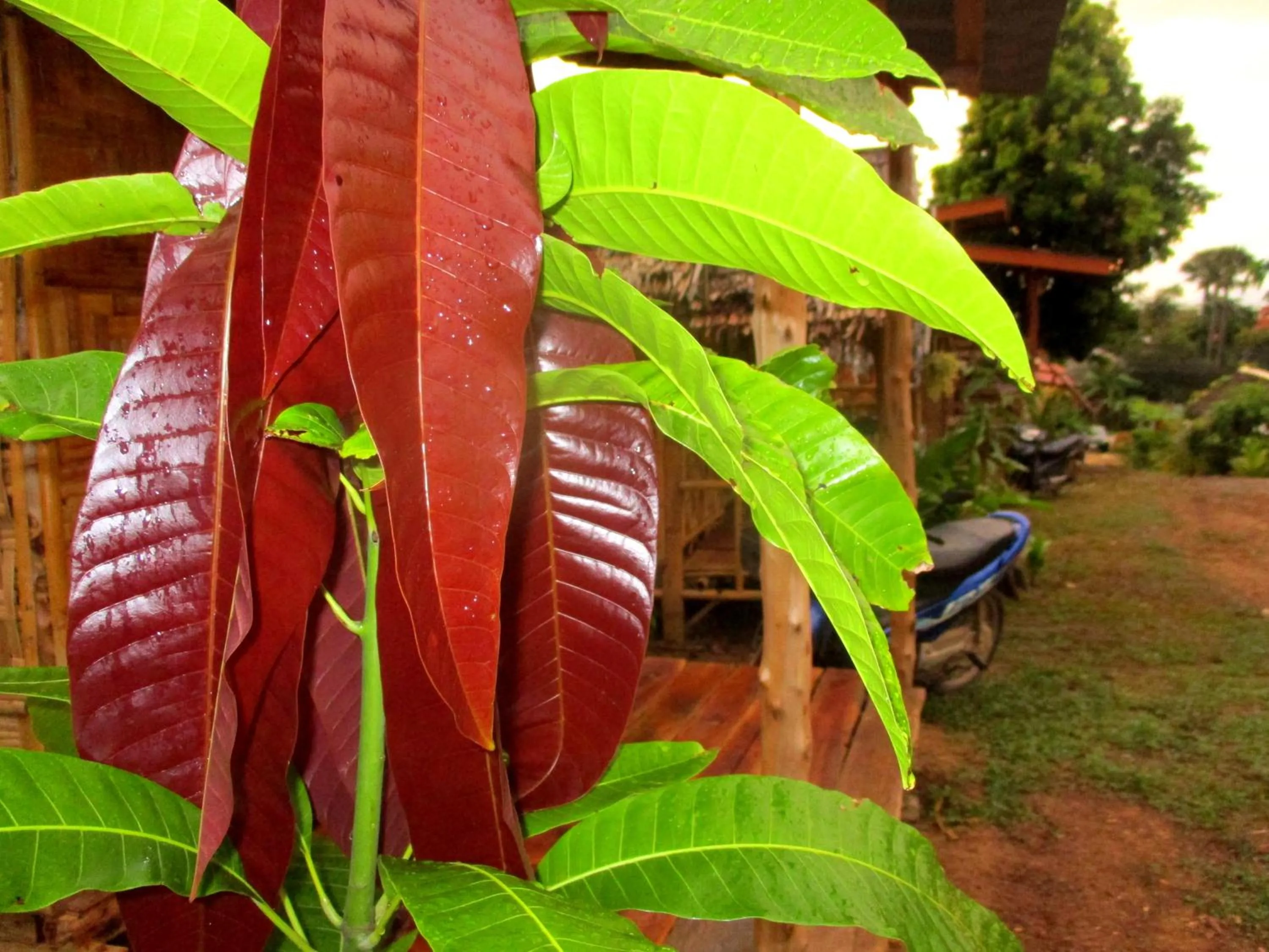 Garden view in Asama Bungalow