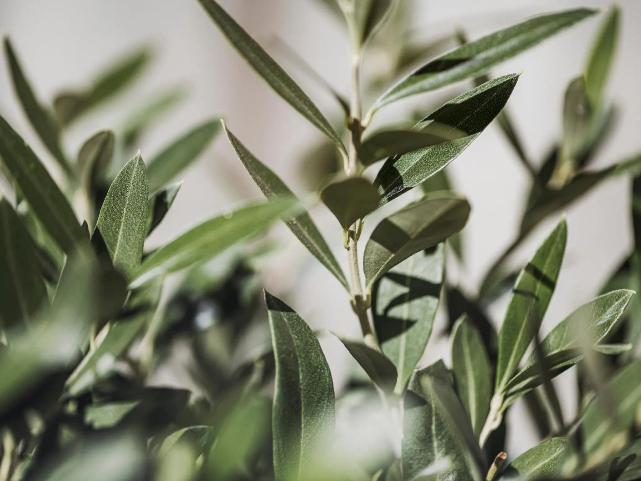 Appartementhaus Sennhüttn