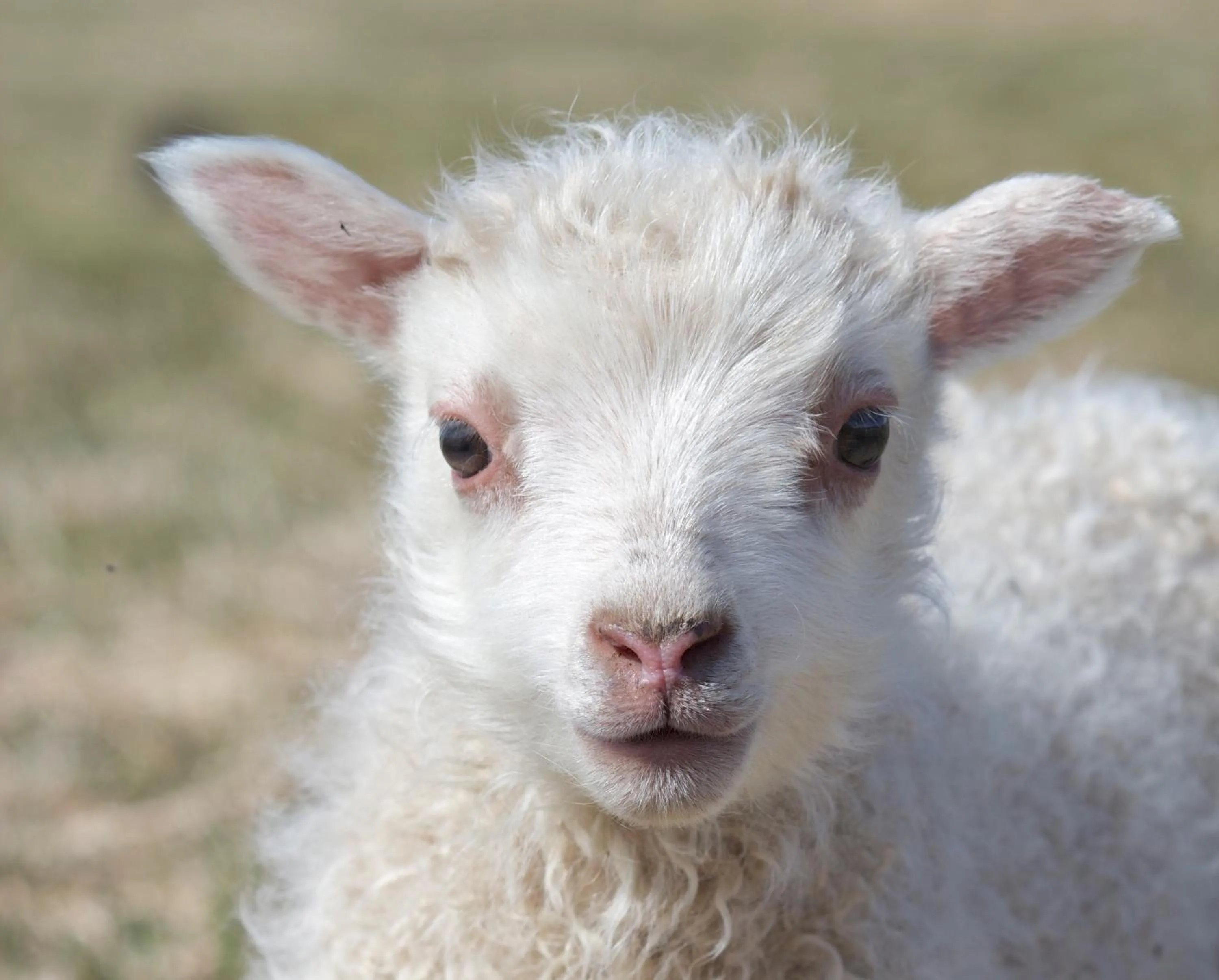 Animals in Miðhraun - Lava resort & Restaurant