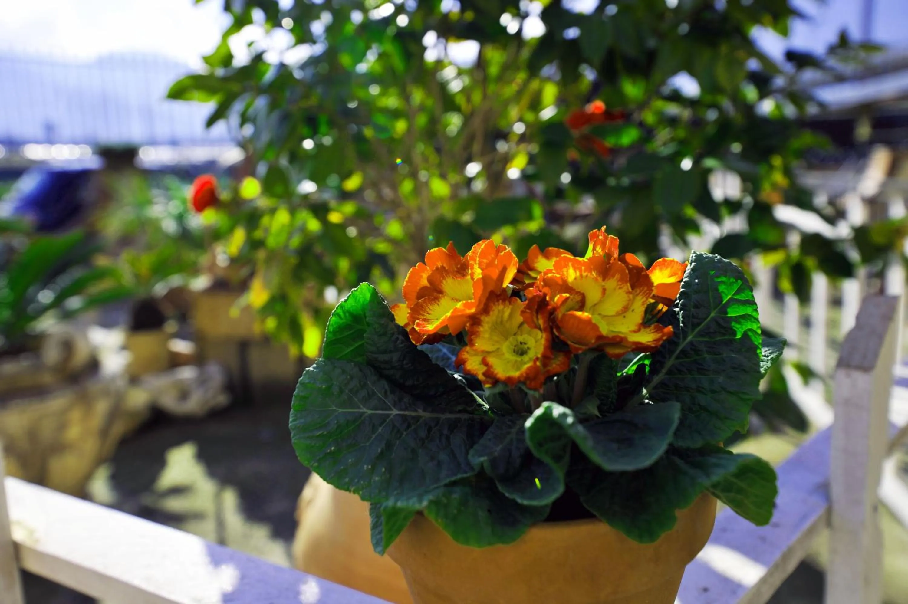 Spring in B&b Le Cycas