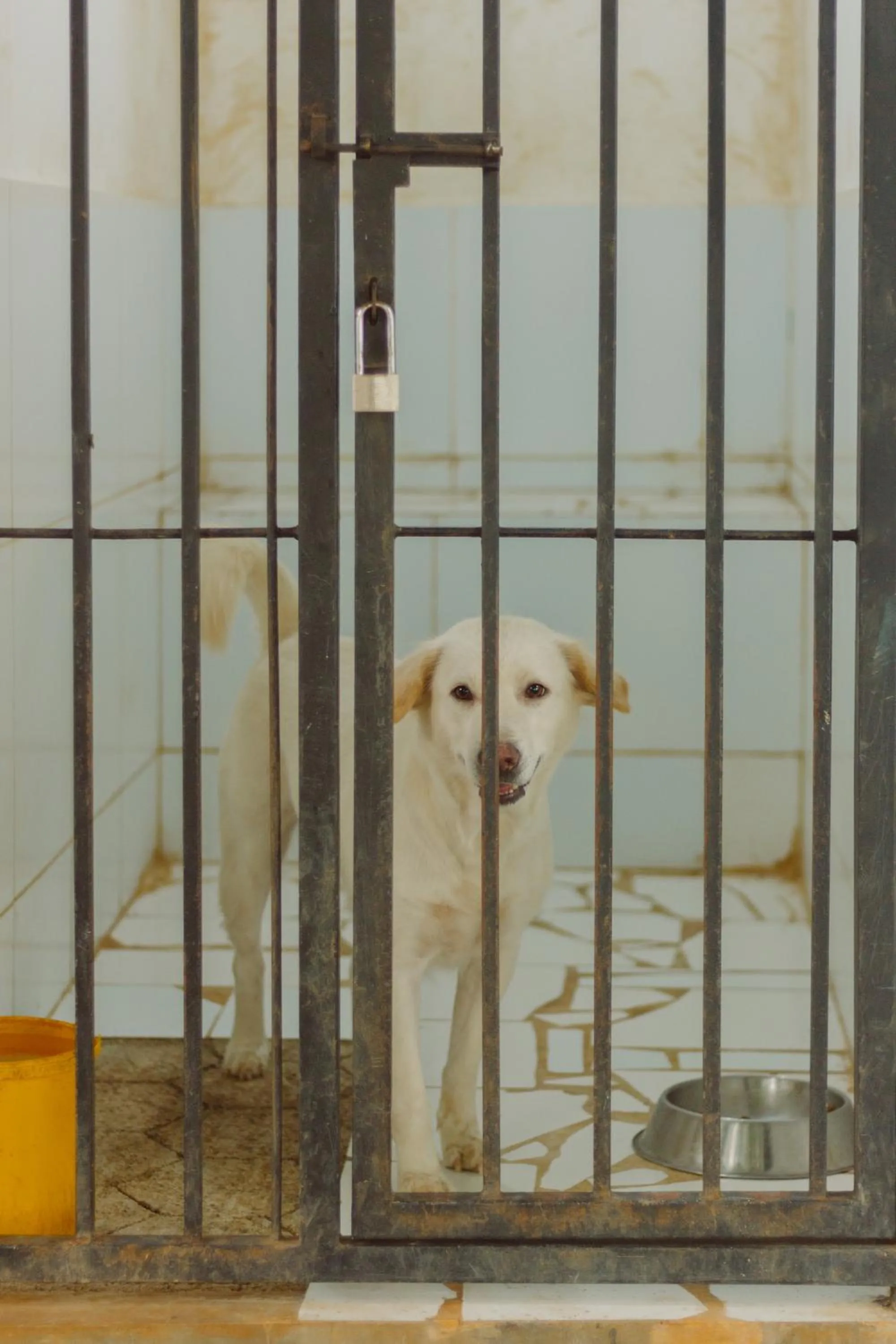 Pets in Urbanest Inn House TB Simatupang