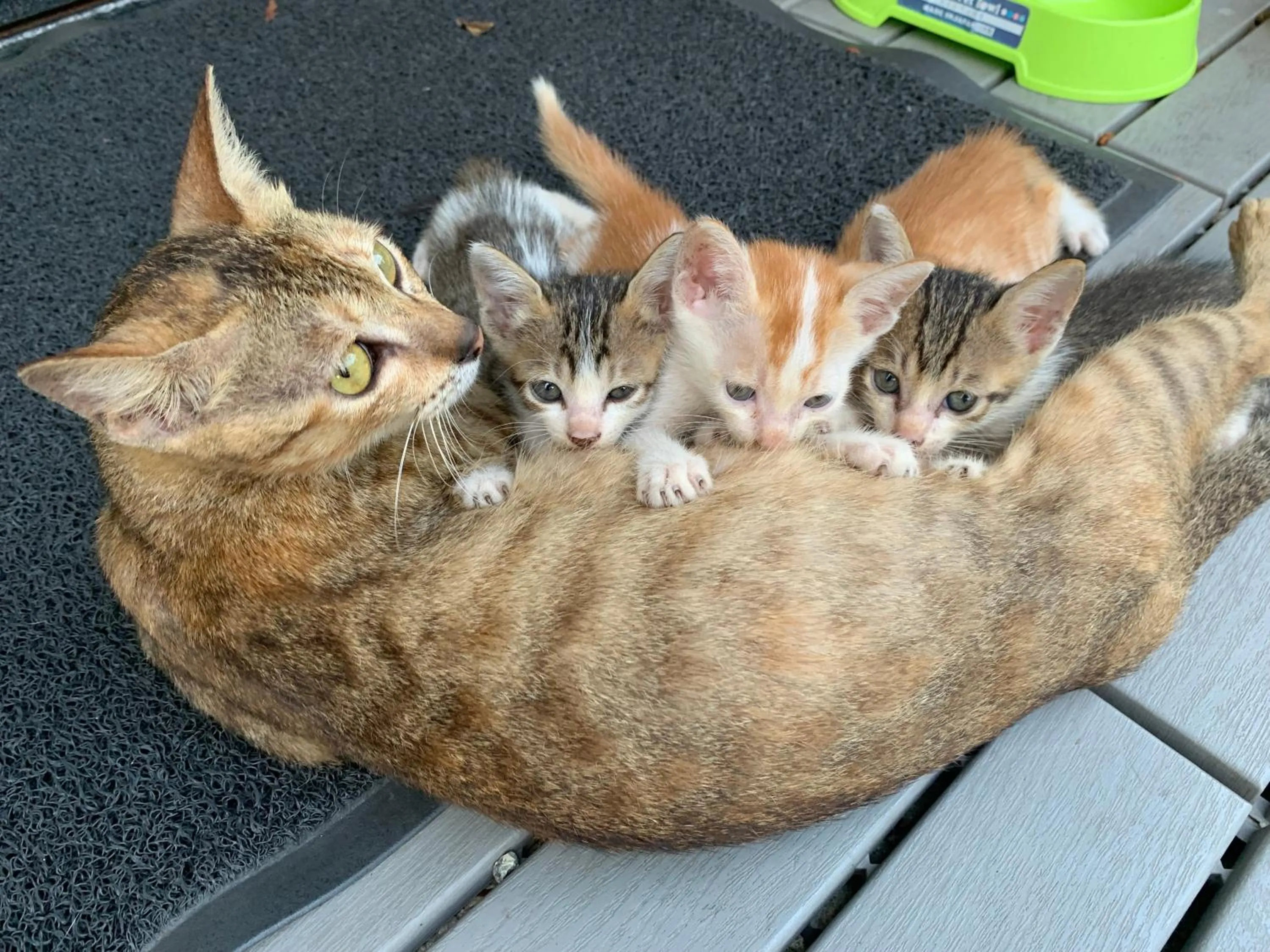 Animals in City Oasis Guesthouse