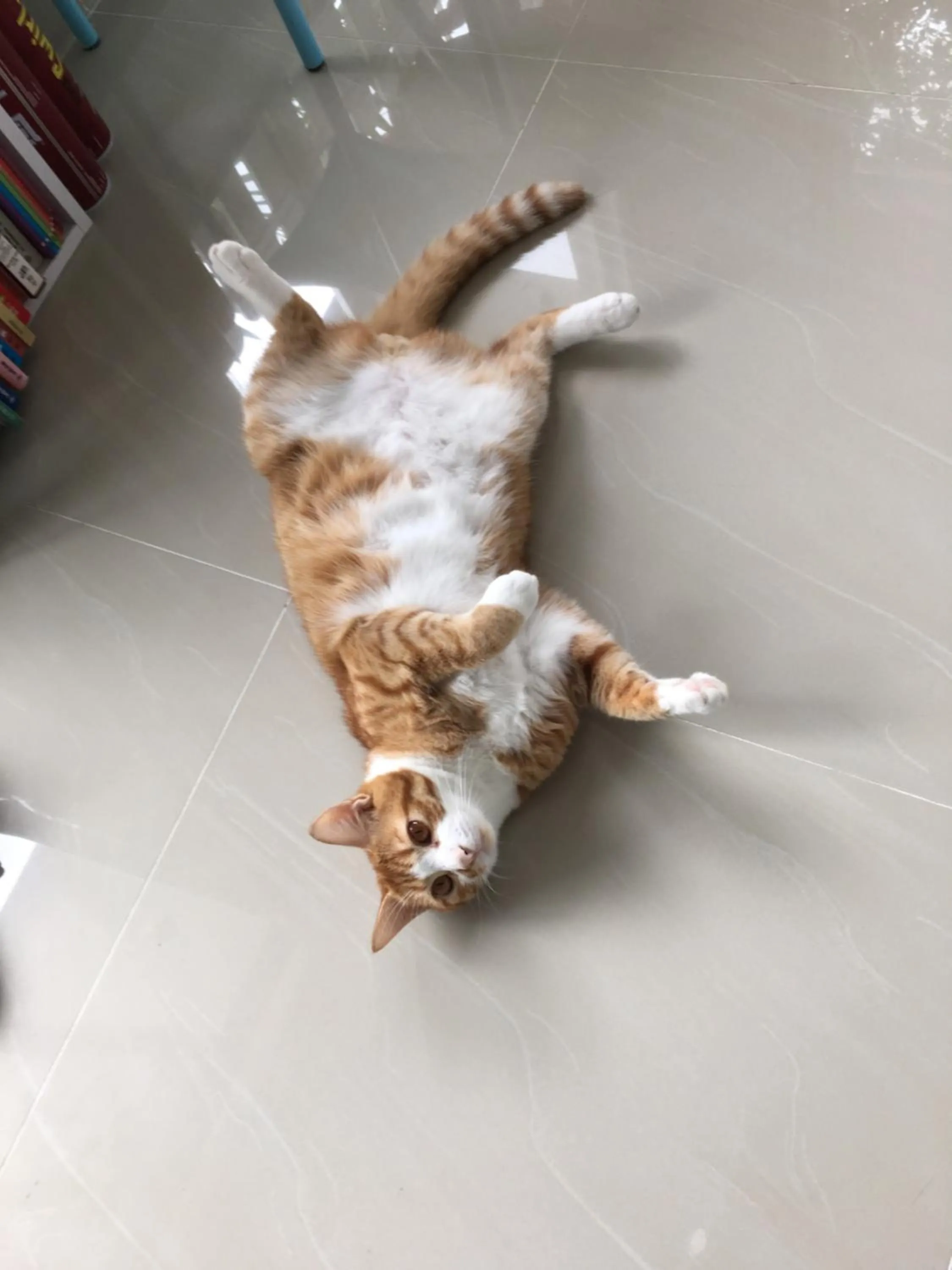 Pets in City Oasis Guesthouse