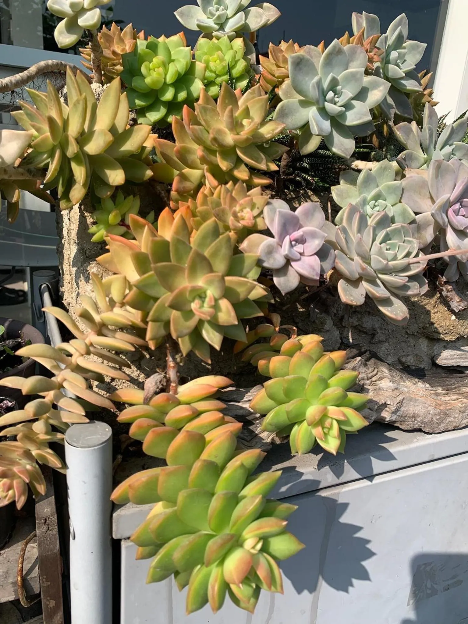 City Oasis Guesthouse