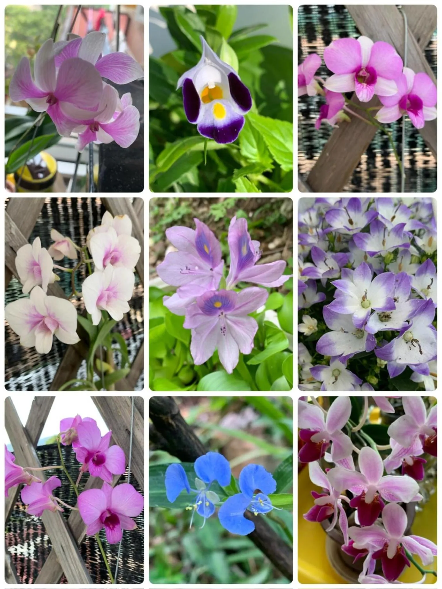 City Oasis Guesthouse