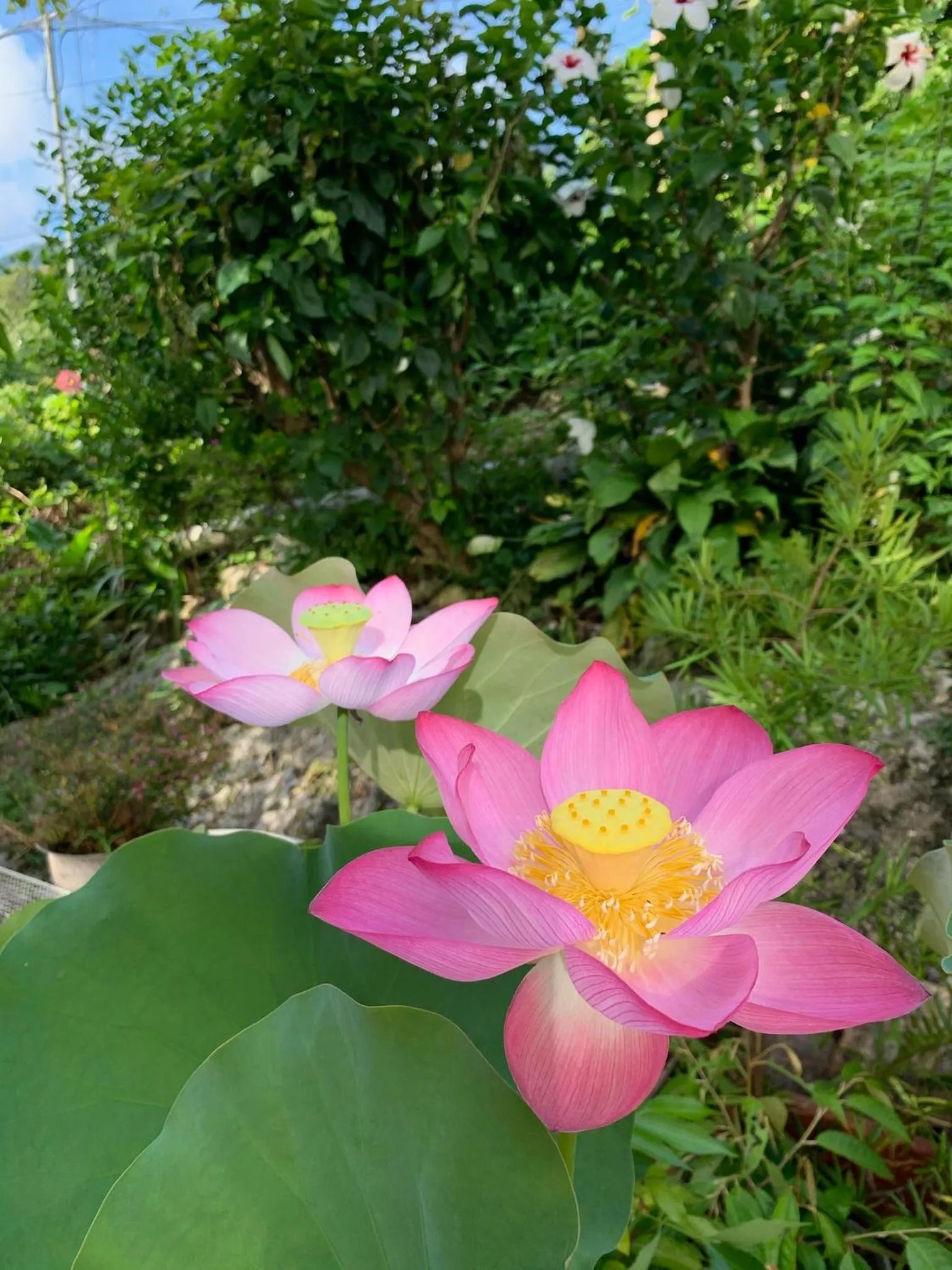 City Oasis Guesthouse