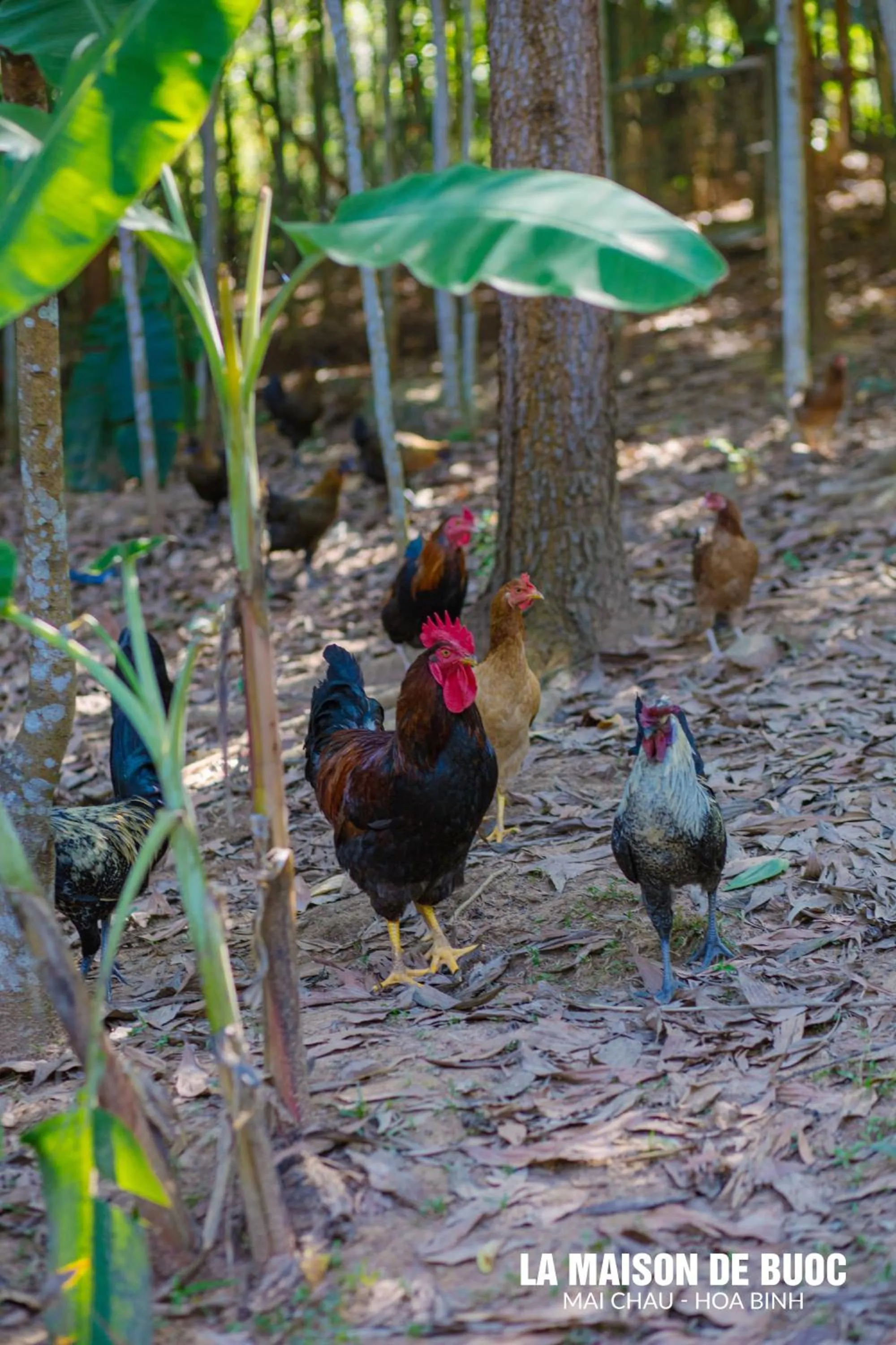 Day in La Maison De Buoc