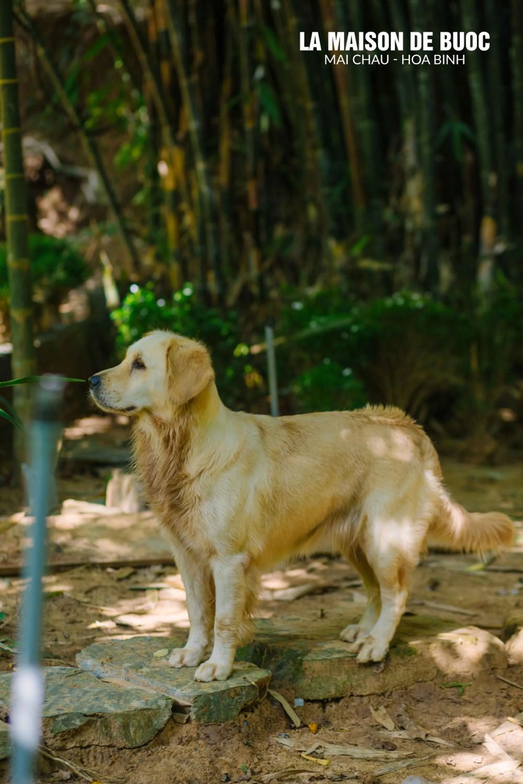 Pets in La Maison De Buoc