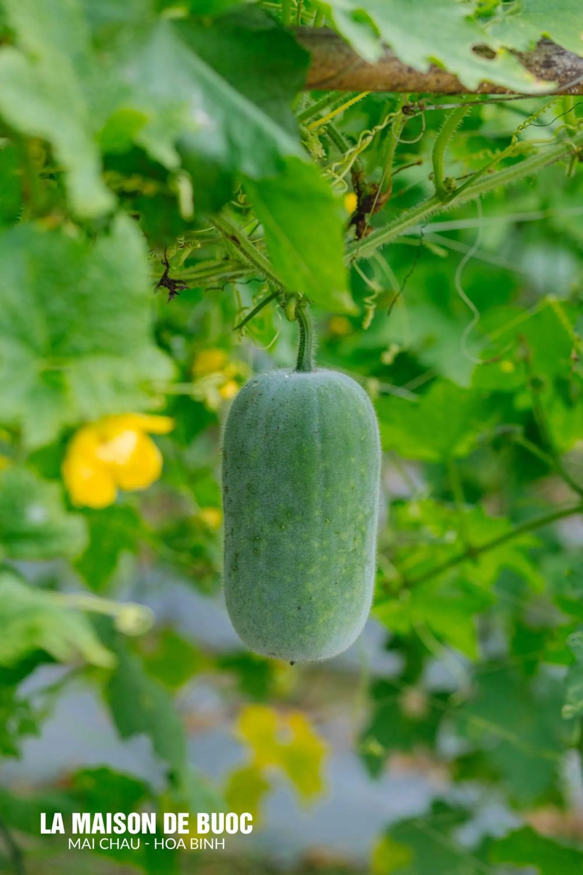 Day in La Maison De Buoc