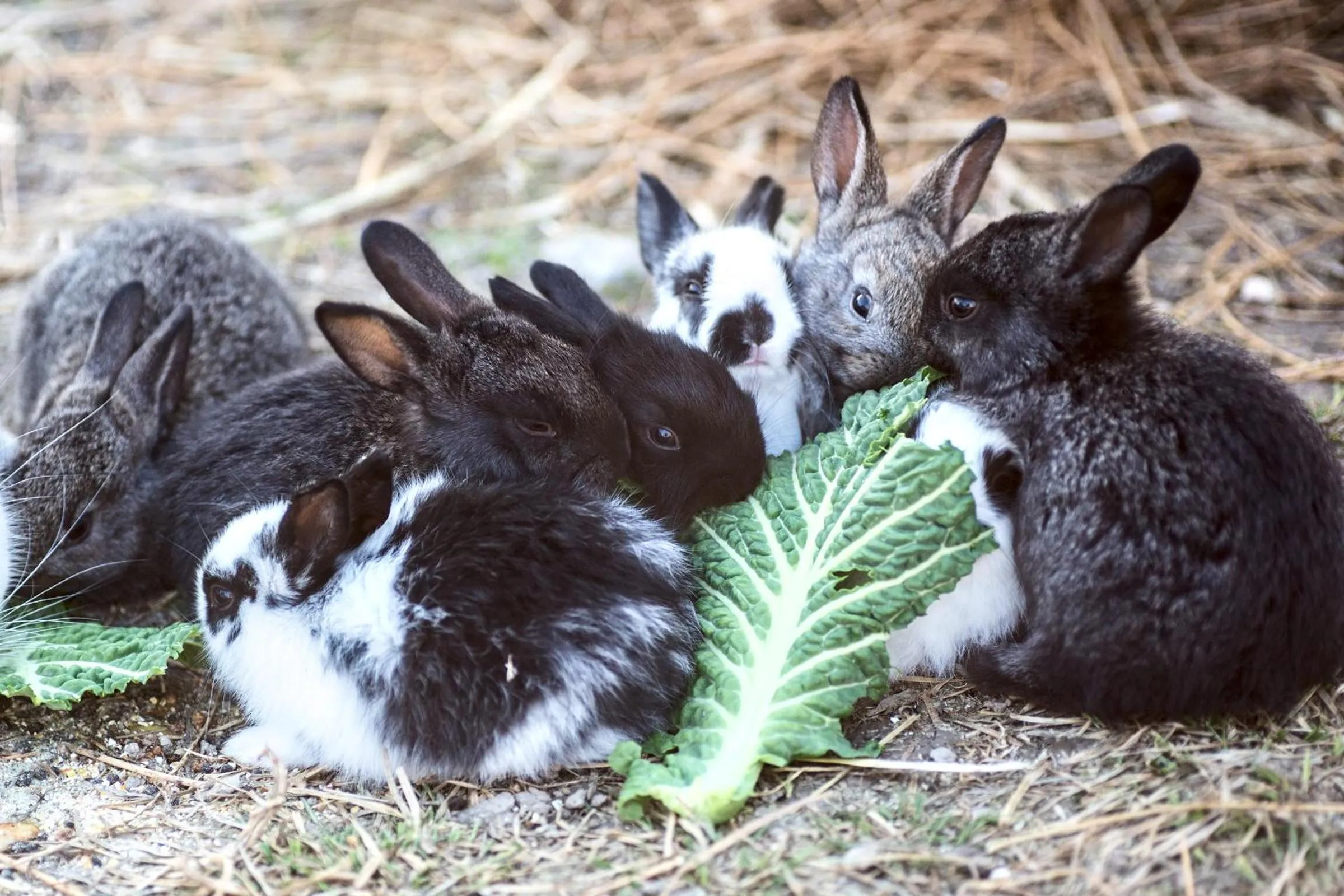 Property building in Ca' Ciaran