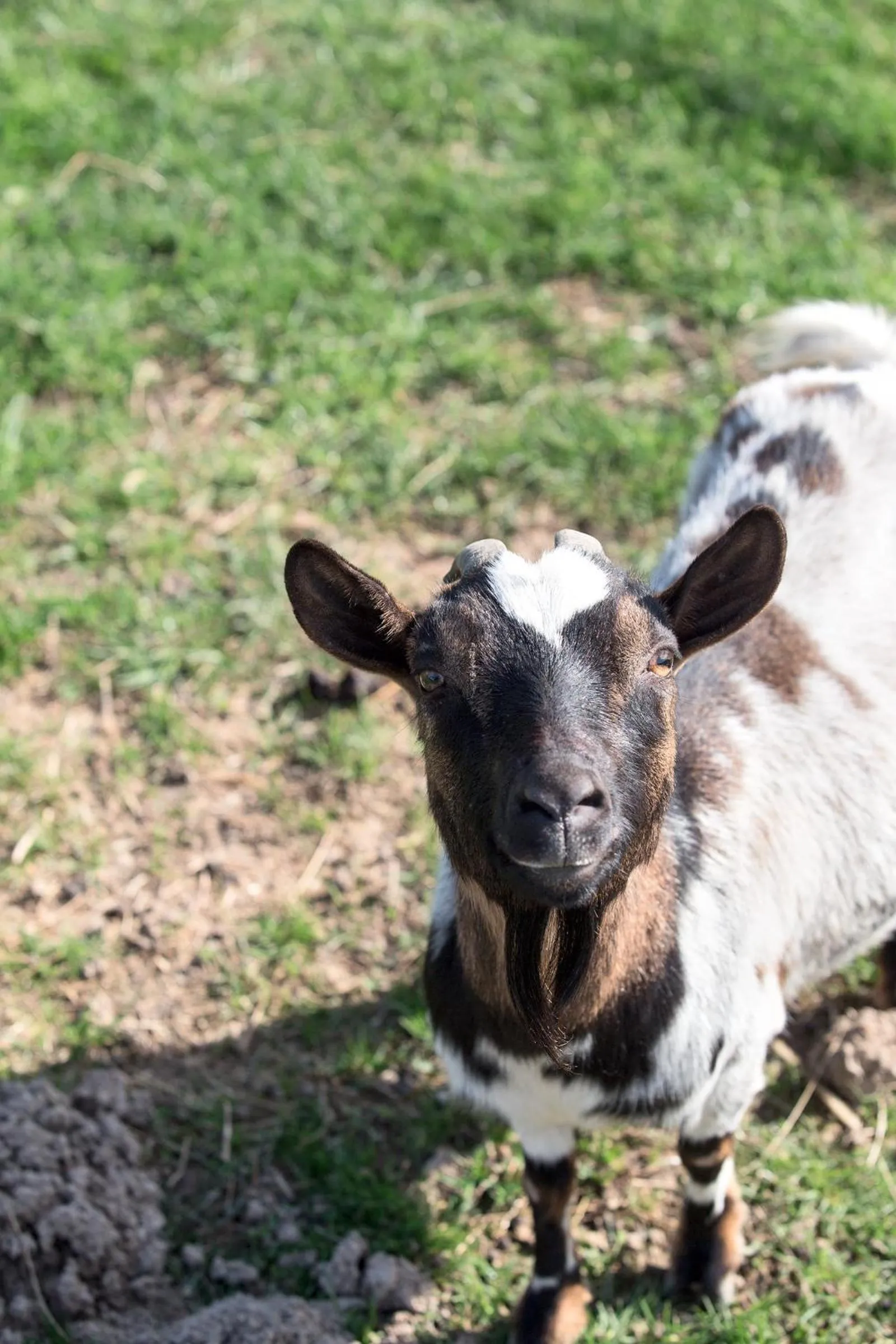 Property building in Ca' Ciaran