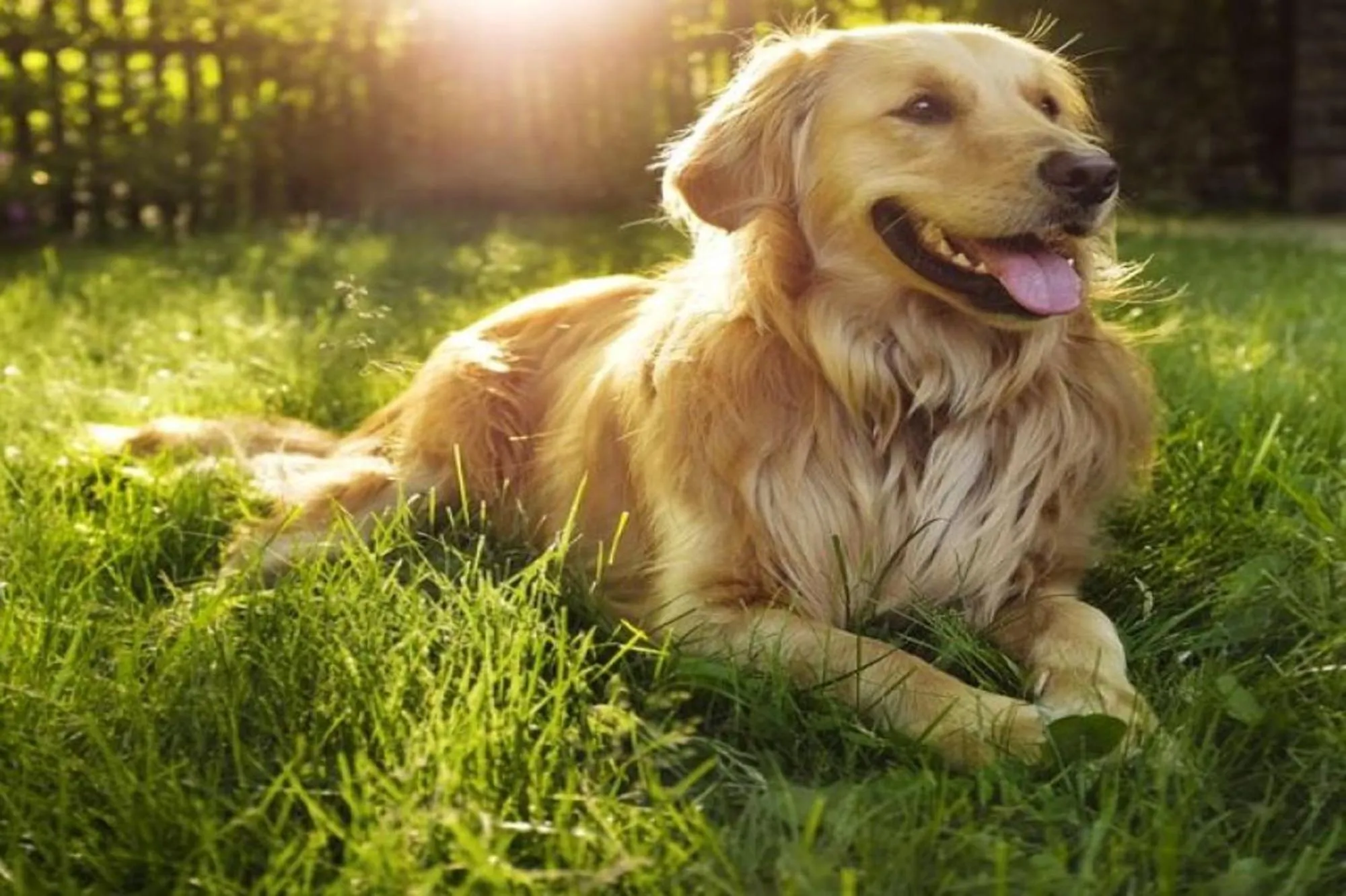 Pets in Rosemont B&B Cottages