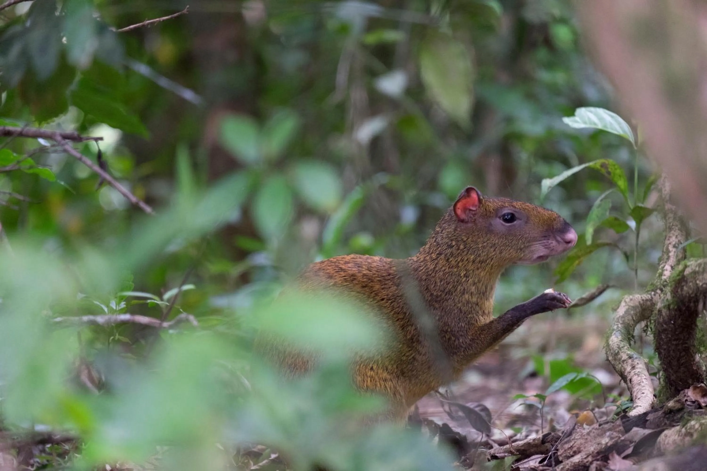 Pets in Hotel Flor de Bromelia