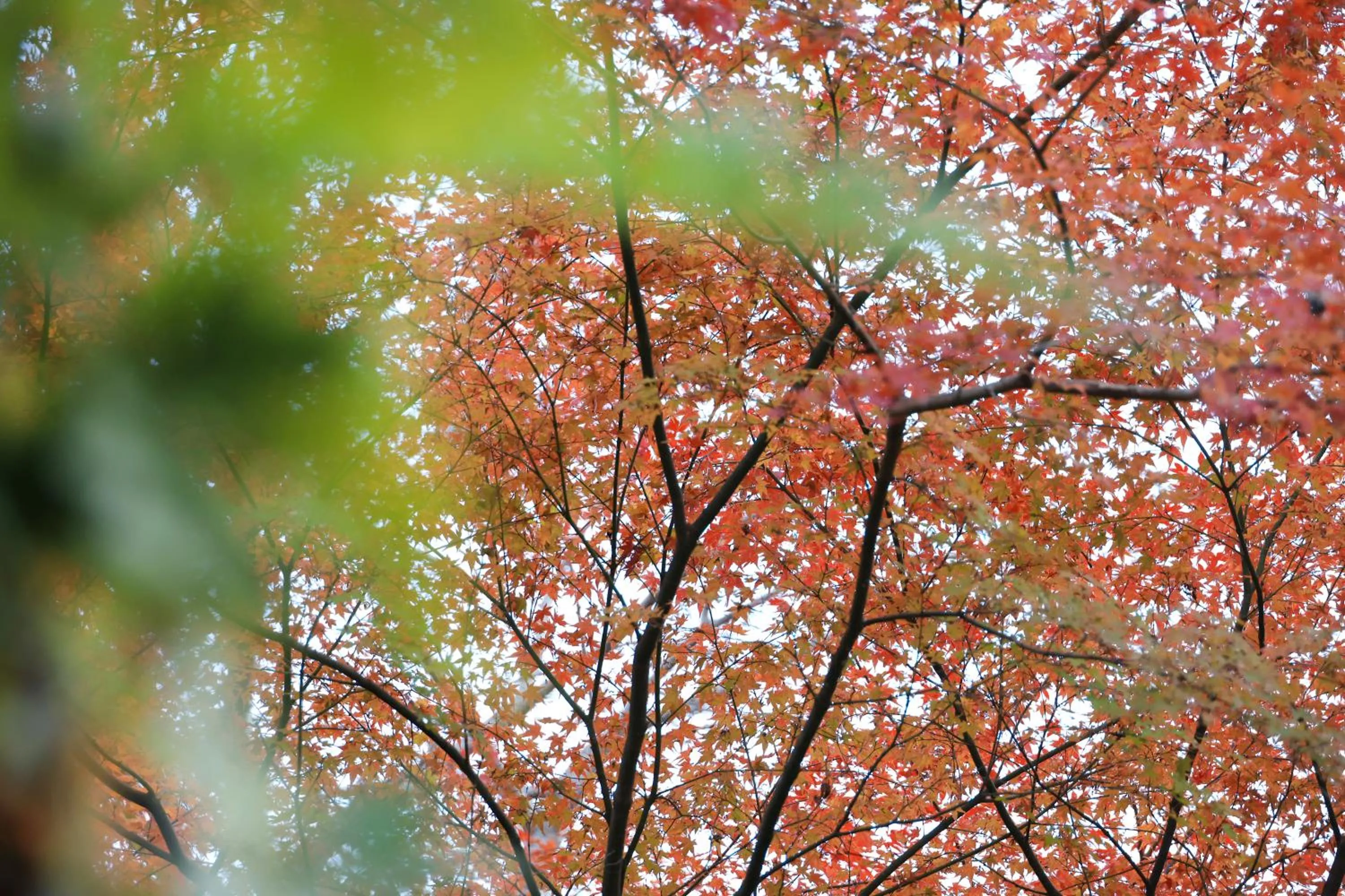 Garden view in Oukai Villa Izumi