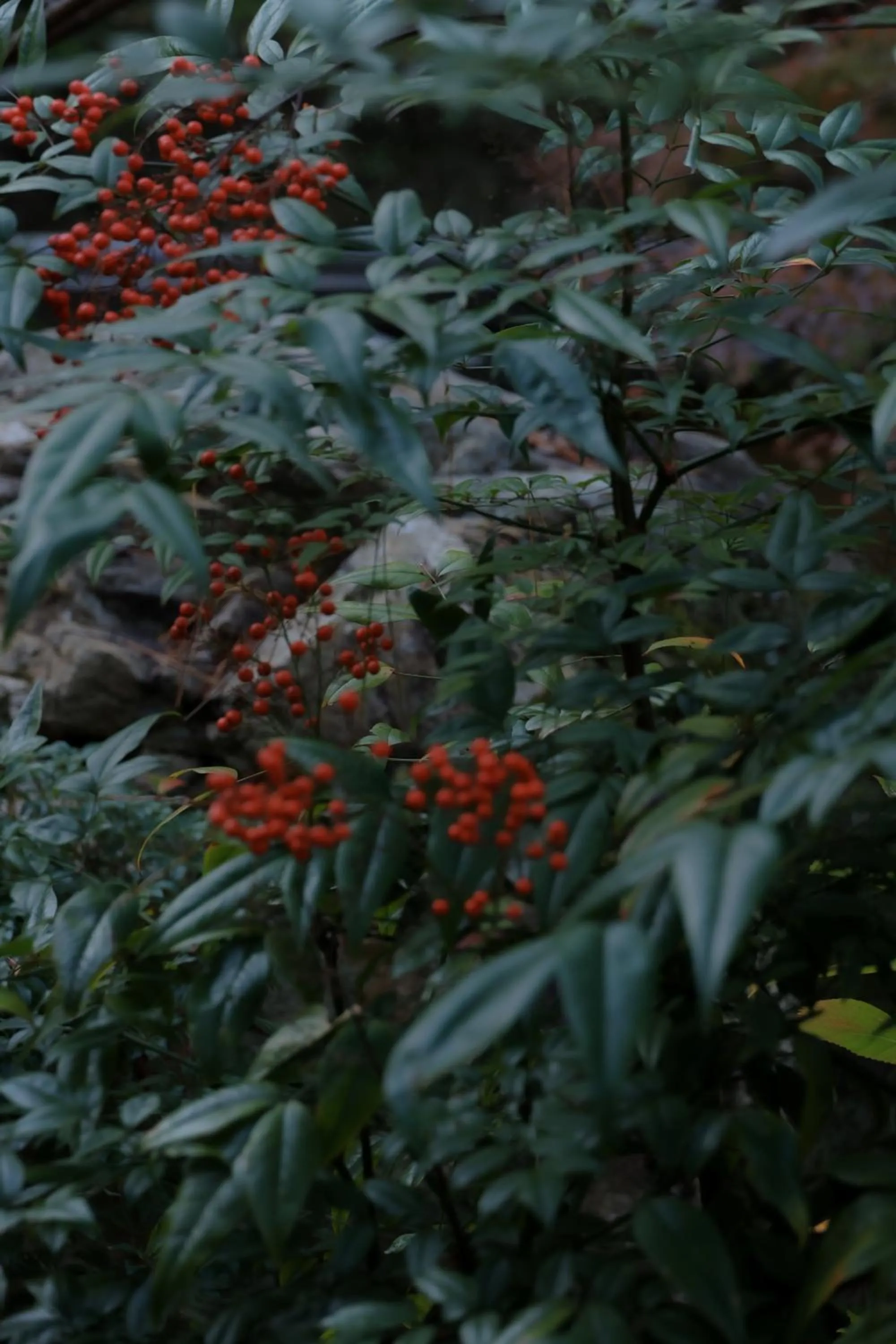 Garden in Oukai Villa Izumi