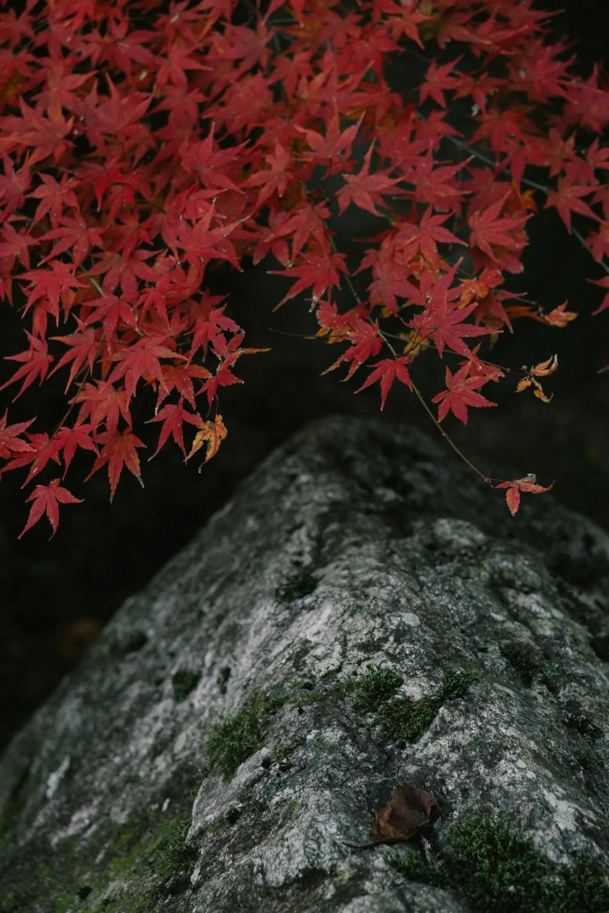 Garden in Oukai Villa Izumi