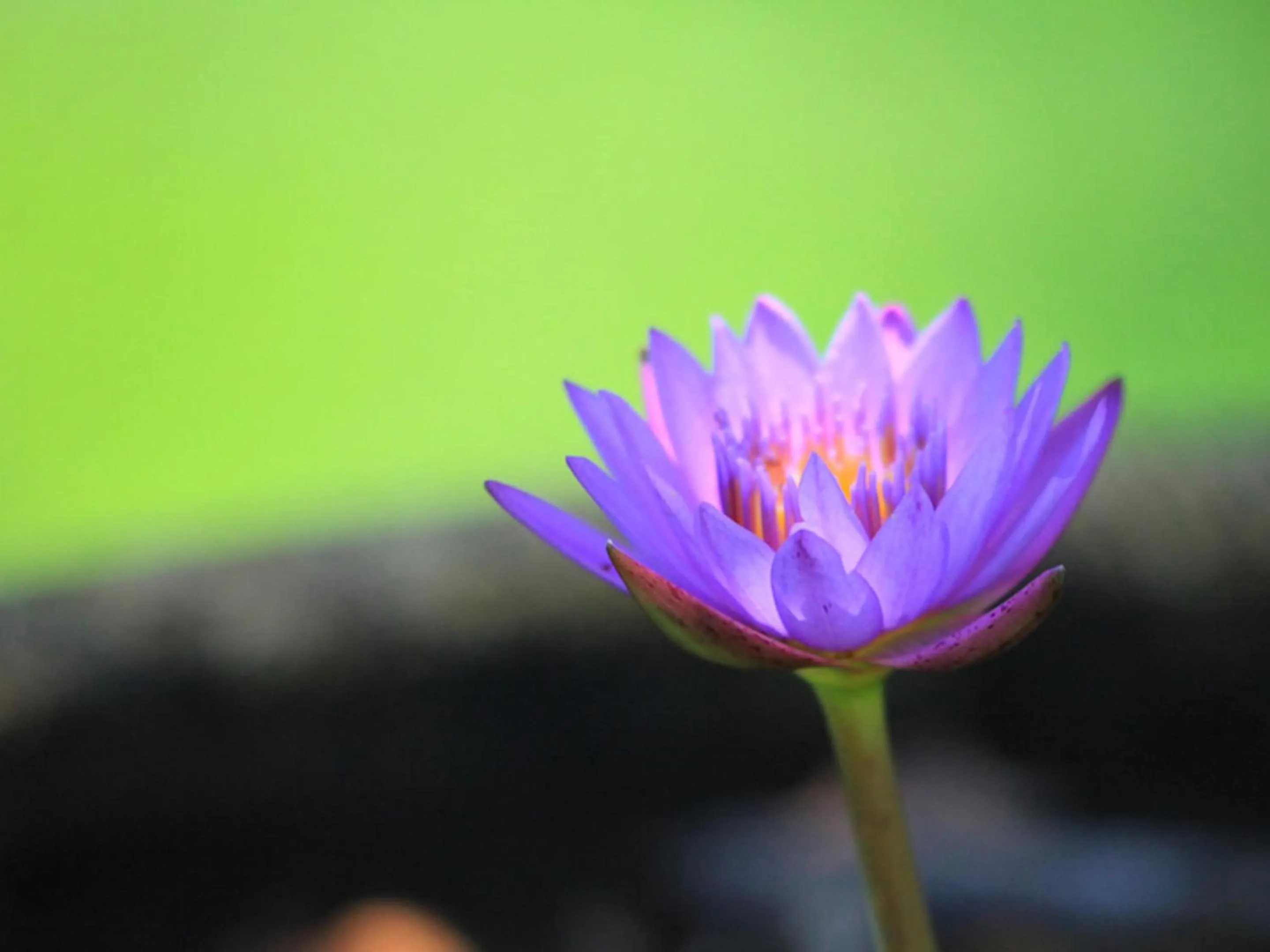 Location in Sun Green Resort Hotel Ishigaki