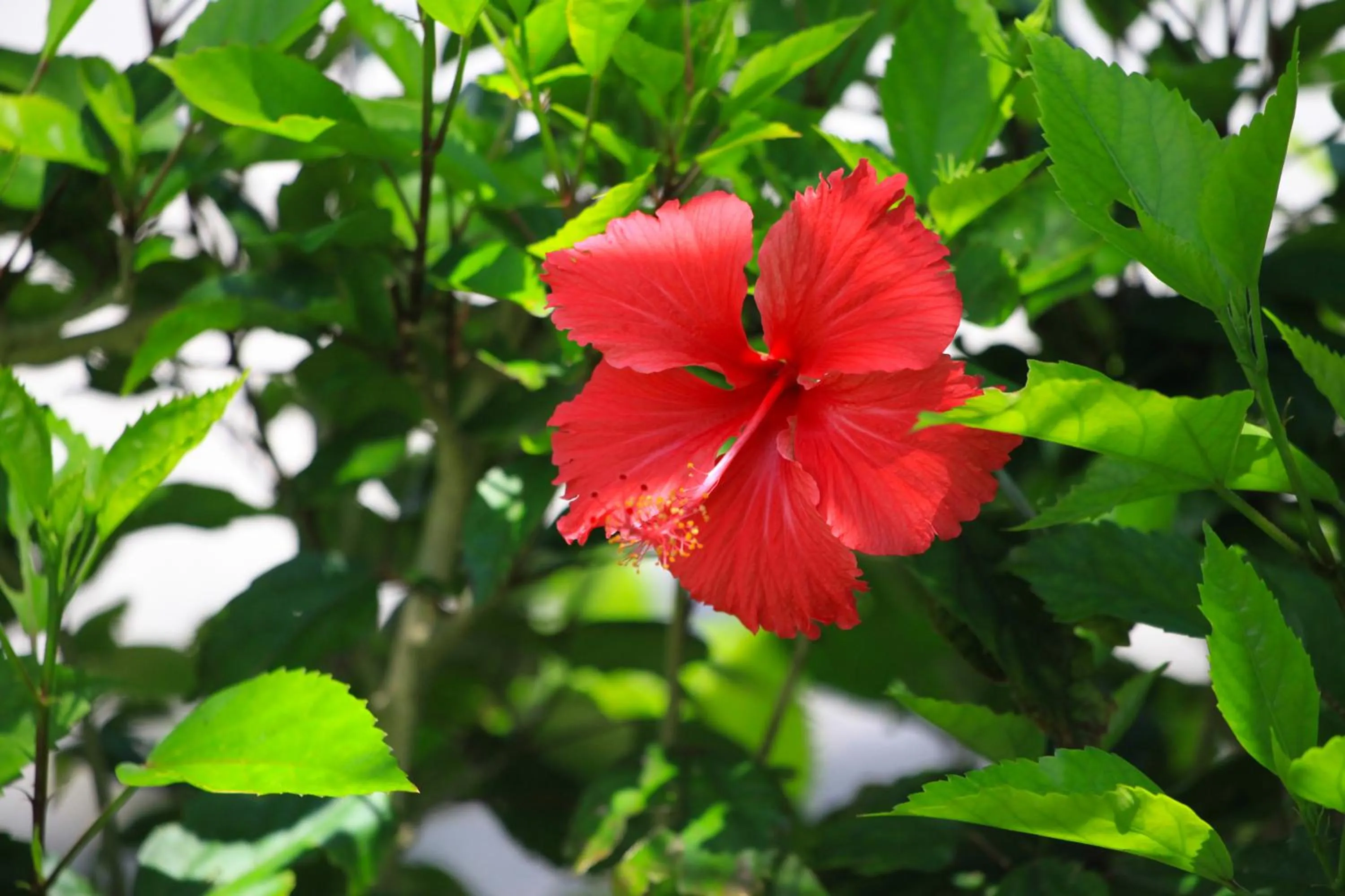 Location in Sun Green Resort Hotel Ishigaki