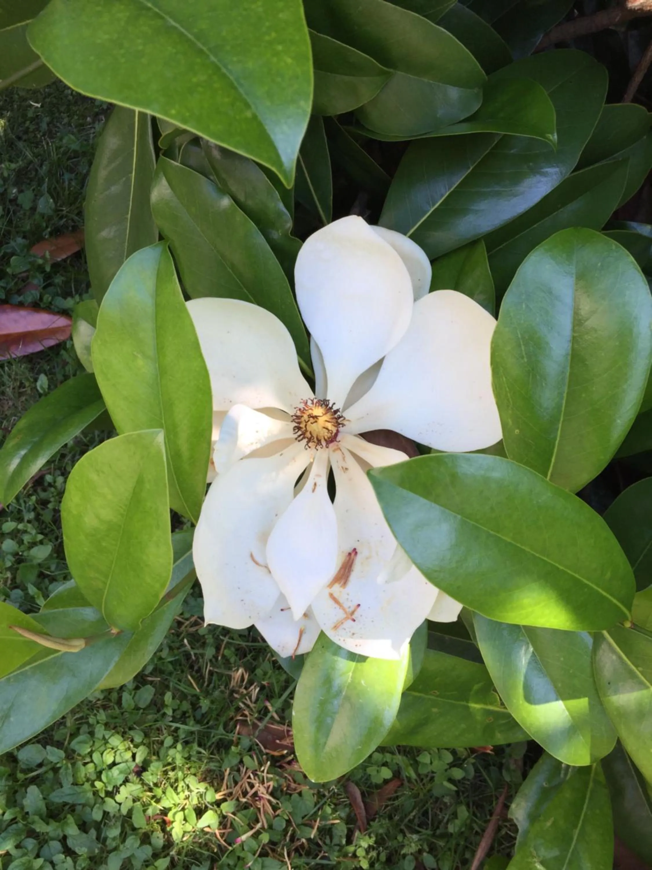 B&B La Villa Mediterranea