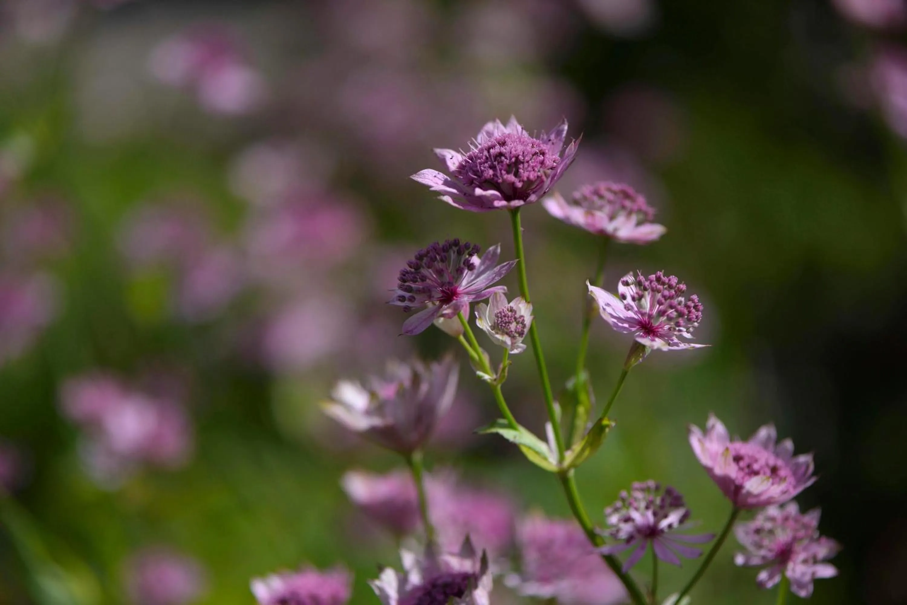Garden in Albatross B&B Dornoch