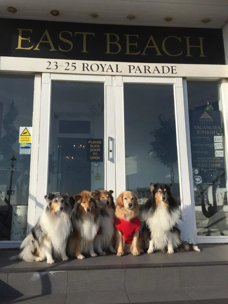 Pets in East Beach Hotel