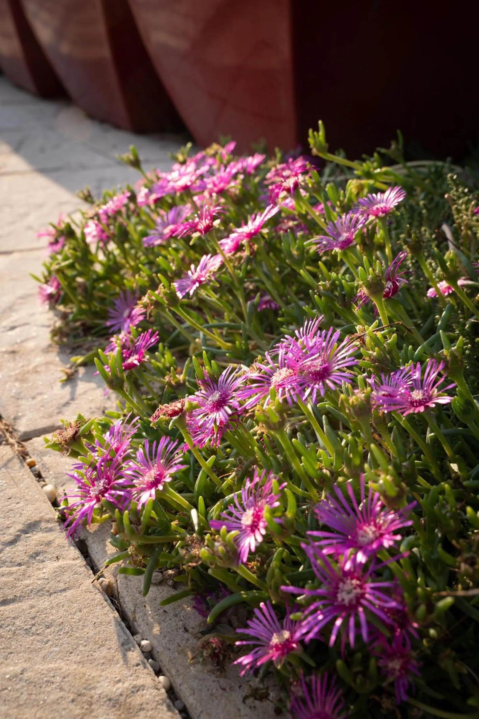 Garden in Le Clos de La Rousselière B and B