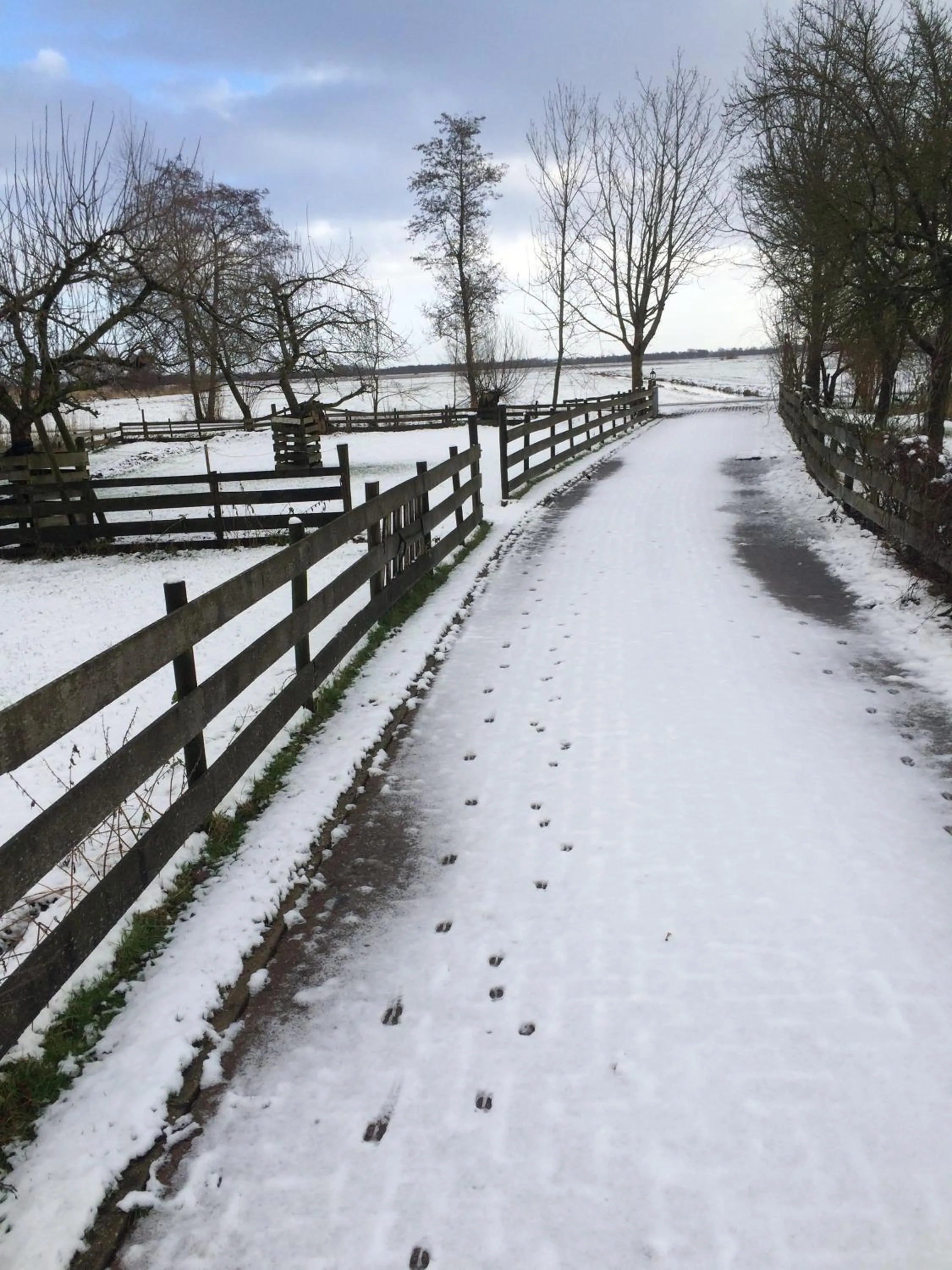 Garden in The Black Sheep Hostel