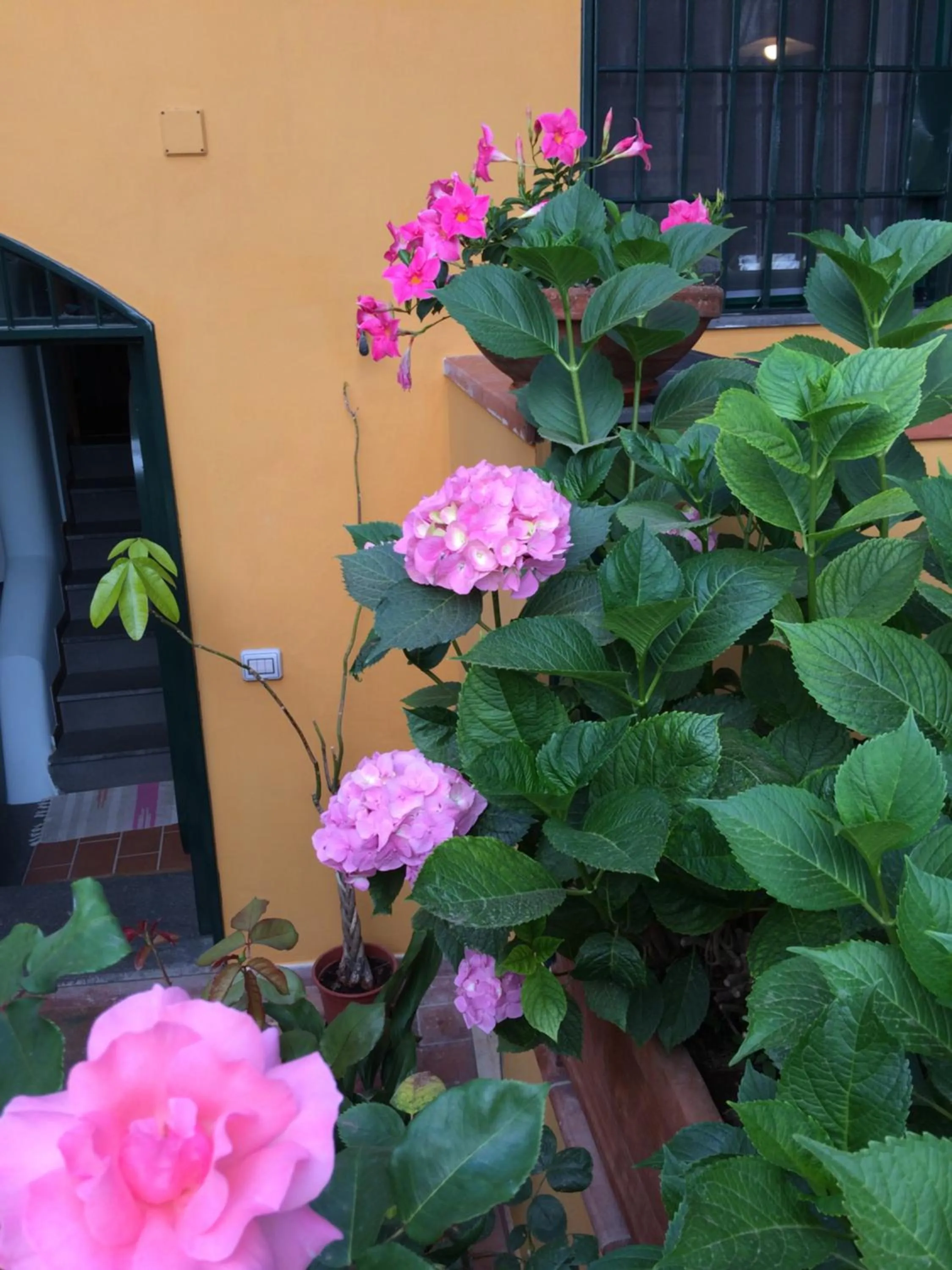 Garden in B&b Rosaria Amalfi Coast