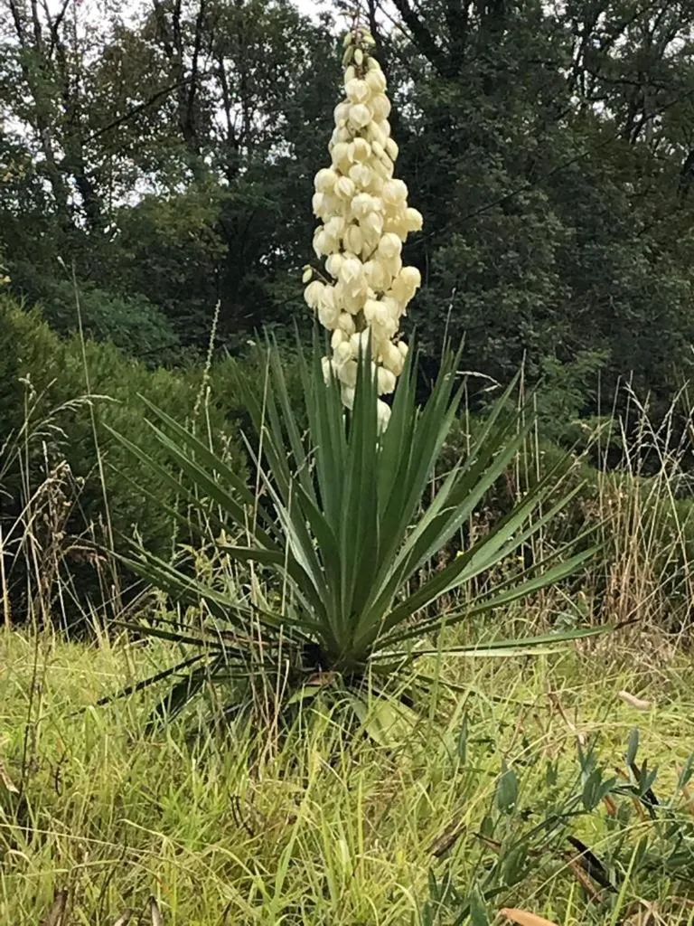 Garden in Domaine Du Moulin Vallée Heureuse