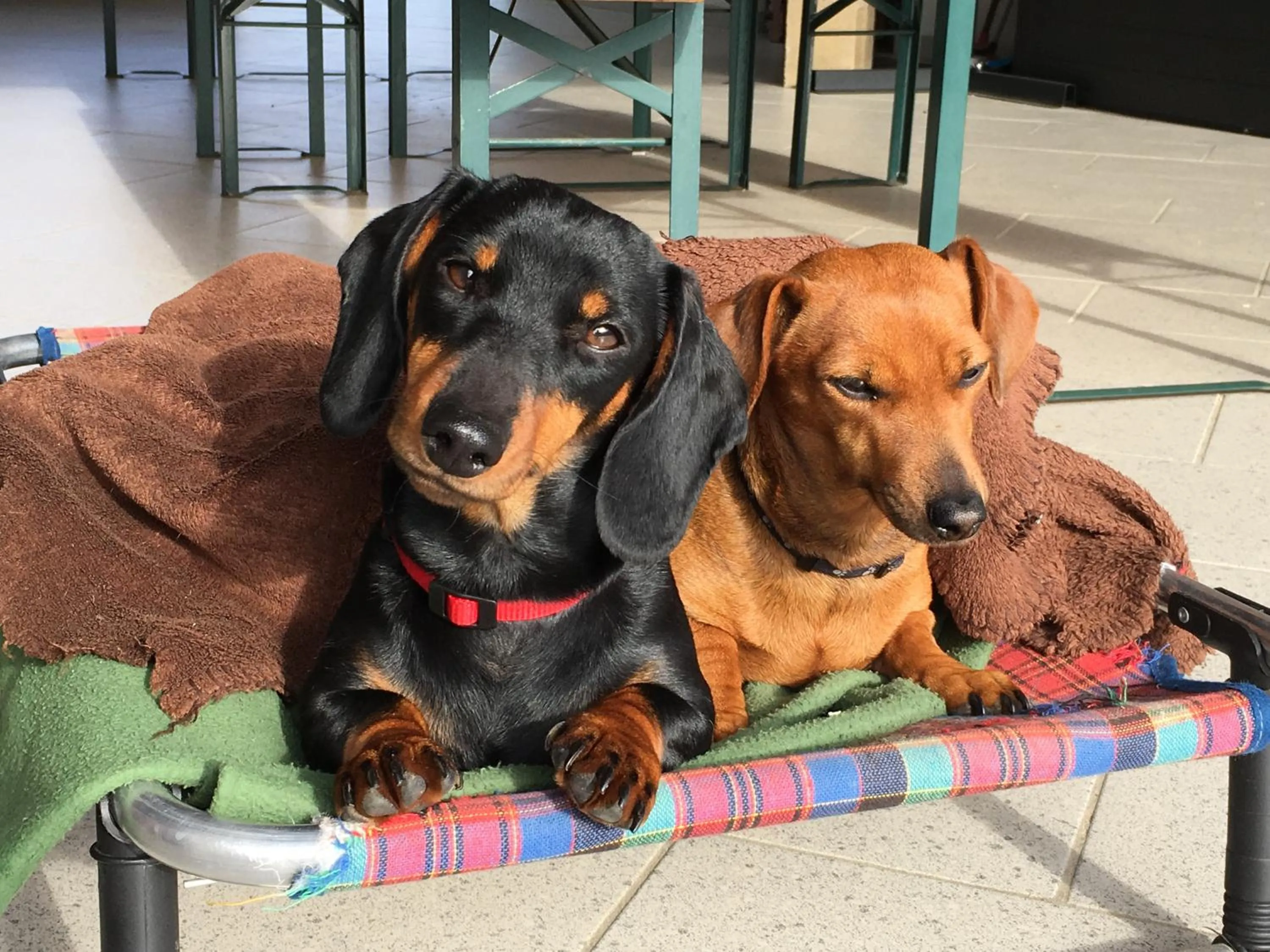 Pets in A Cjase di Sandra