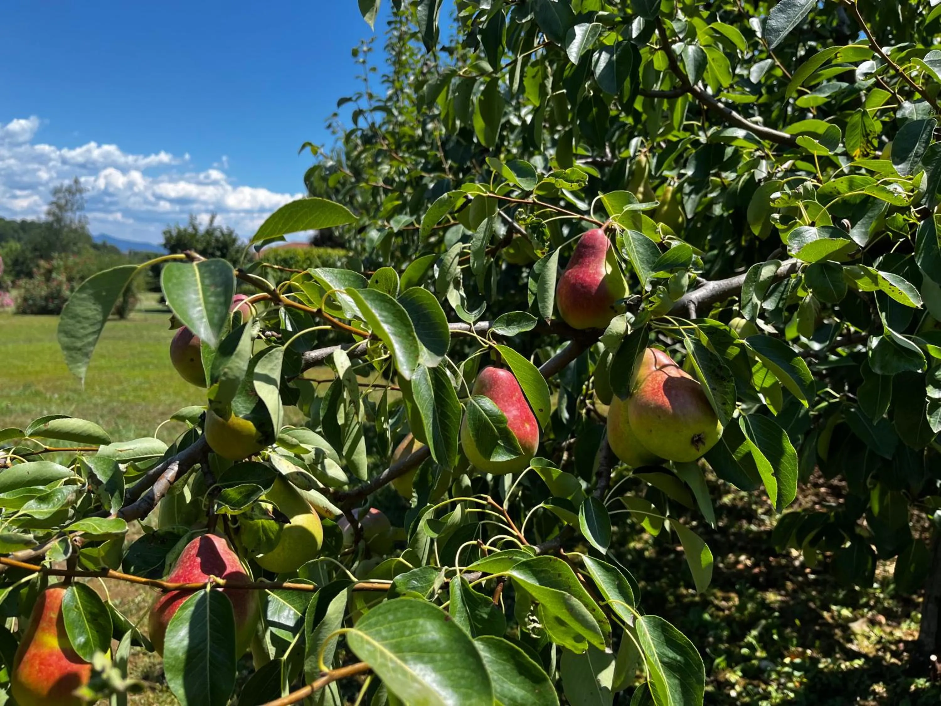 Garden in A Cjase di Sandra