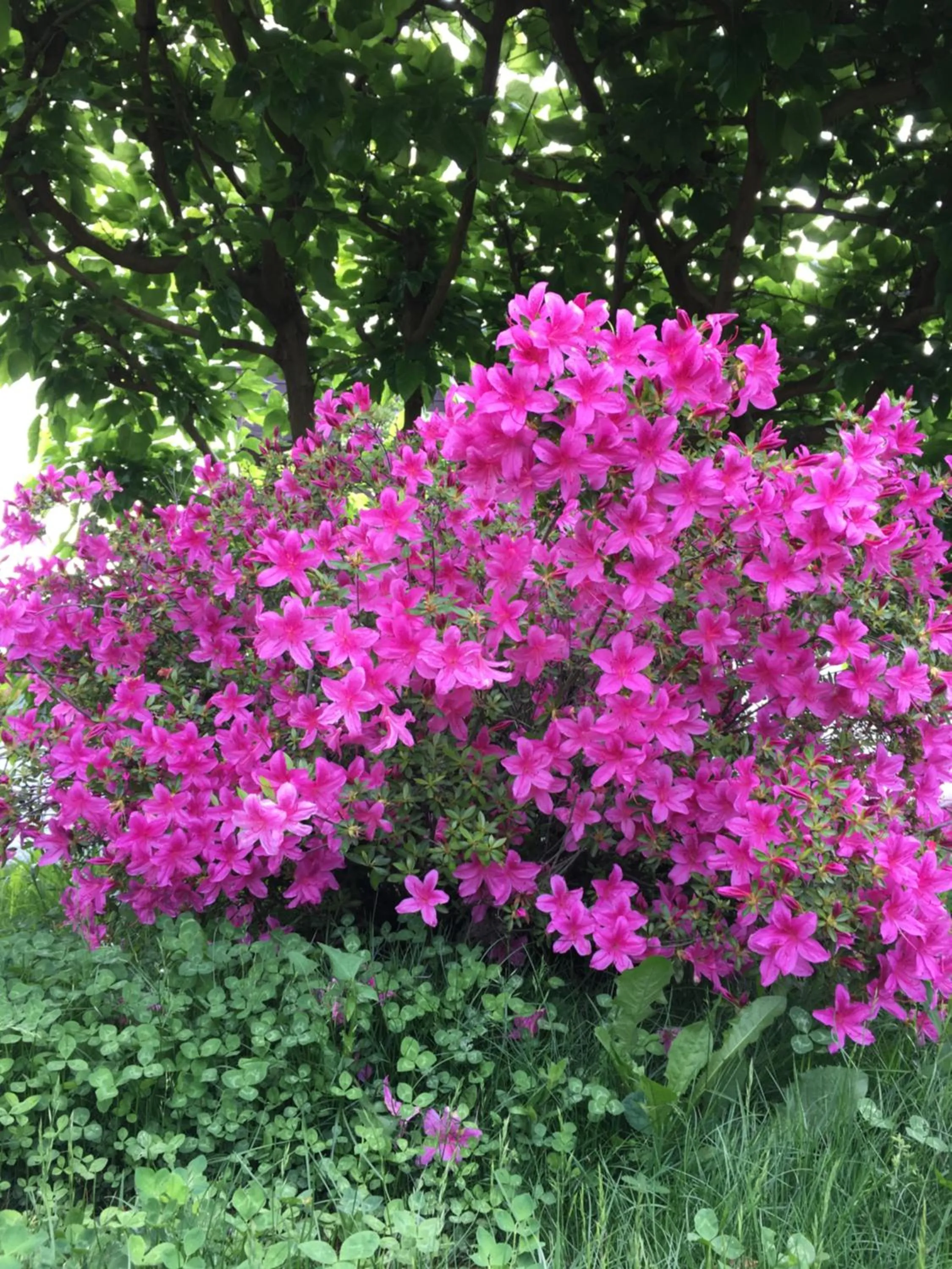 Garden view in A Cjase di Sandra