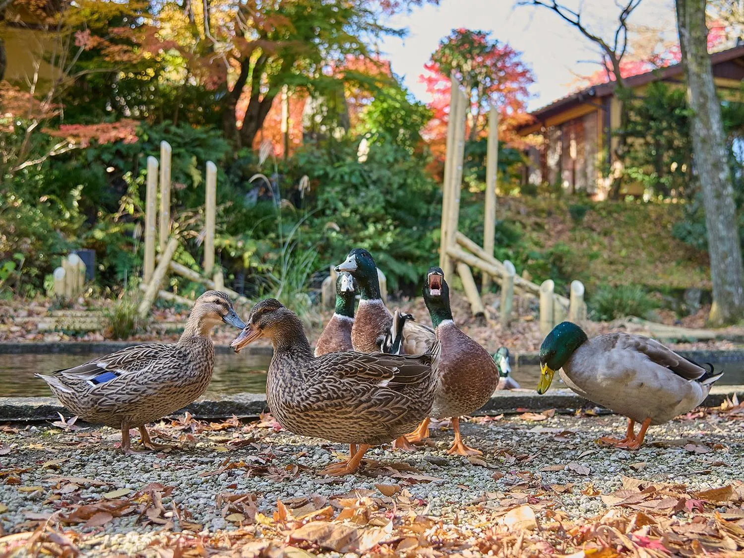 Area and facilities in Chikurakutei