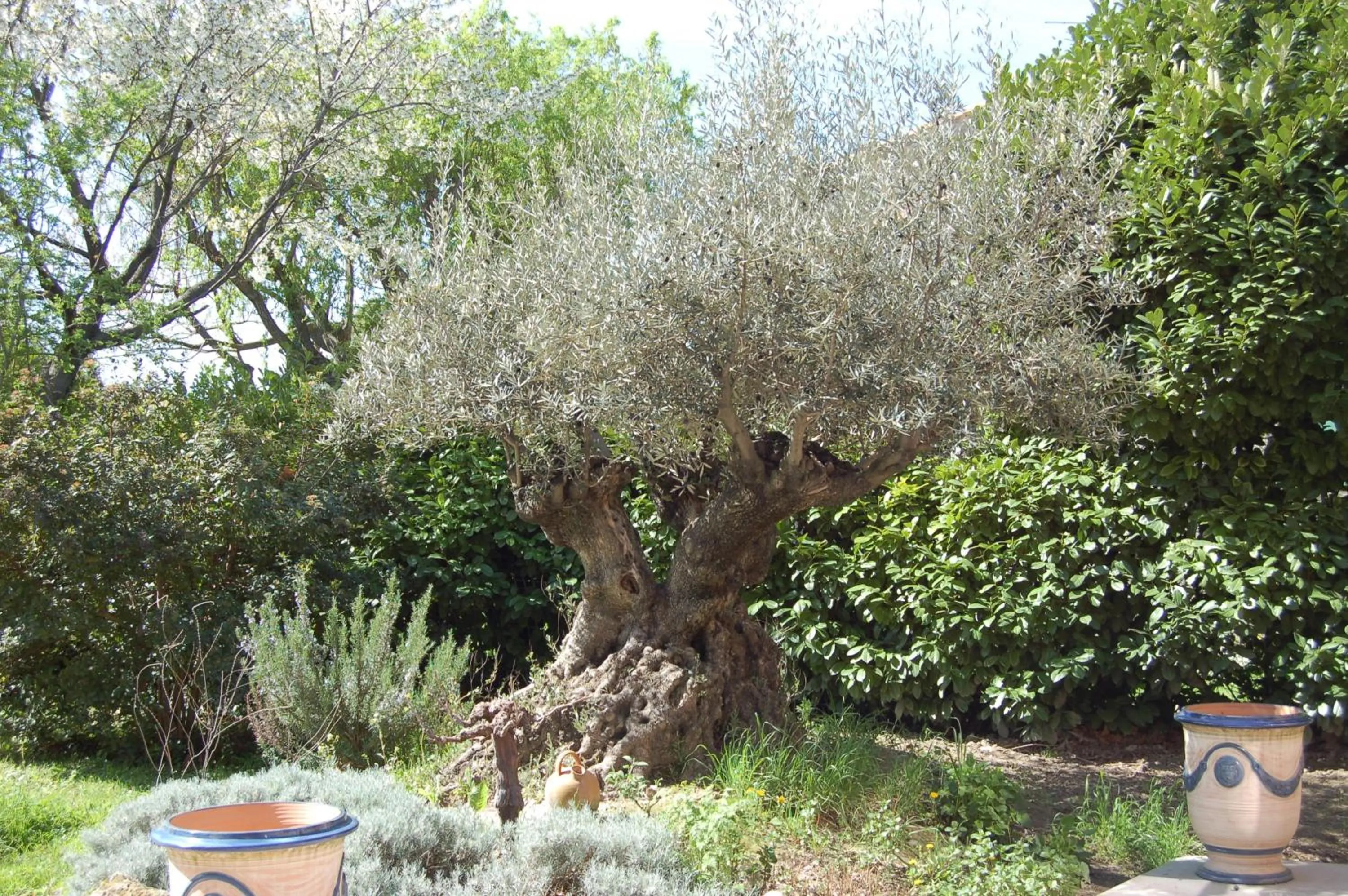 Garden view in Le Mas Ferrand