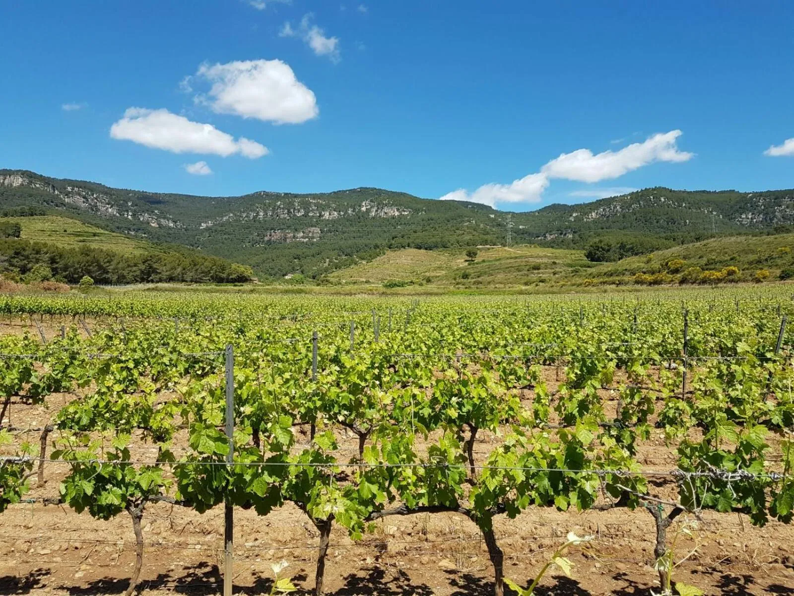 Activities in Mas del Sord 1335