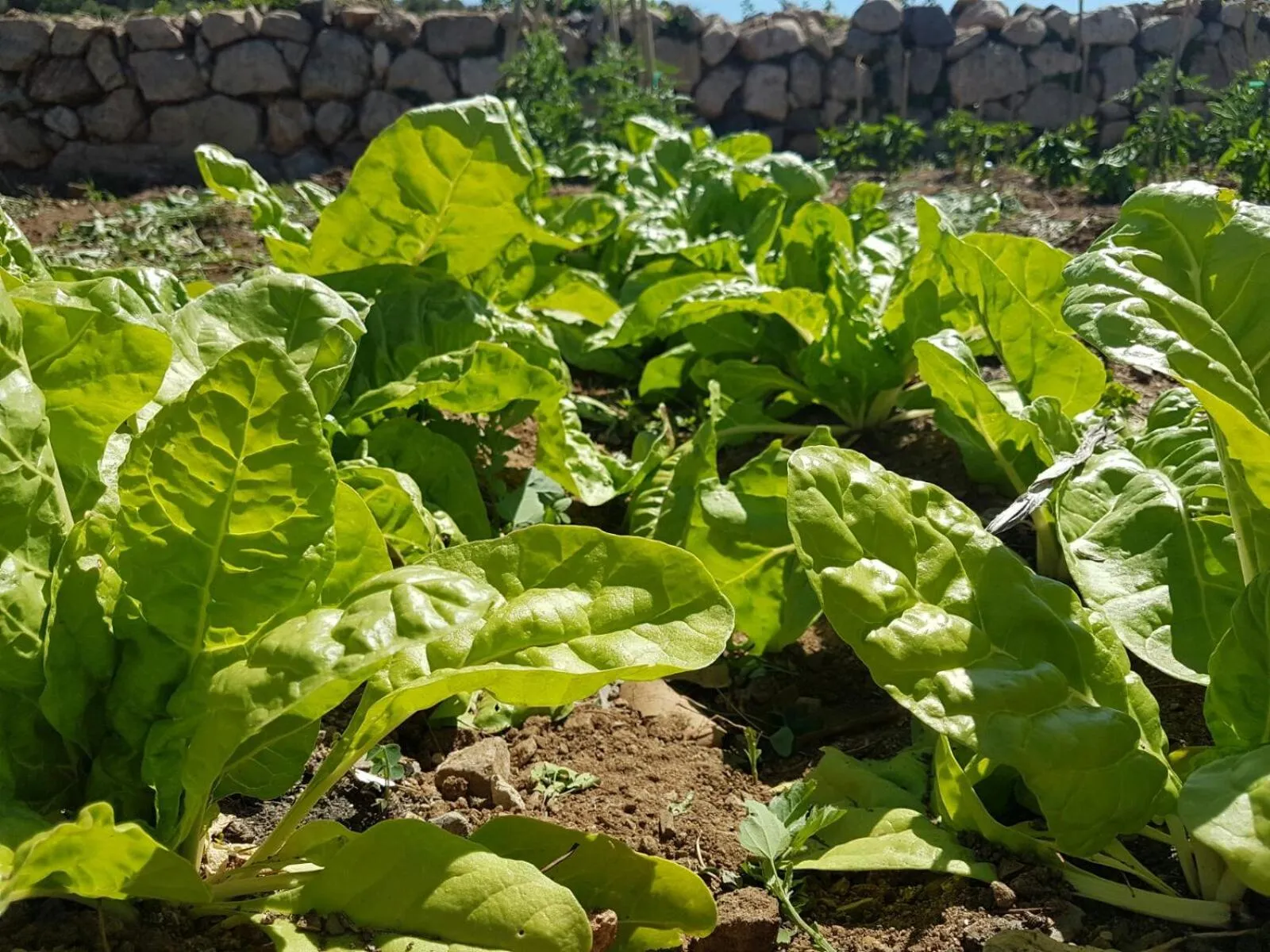 Nearby landmark in Mas del Sord 1335