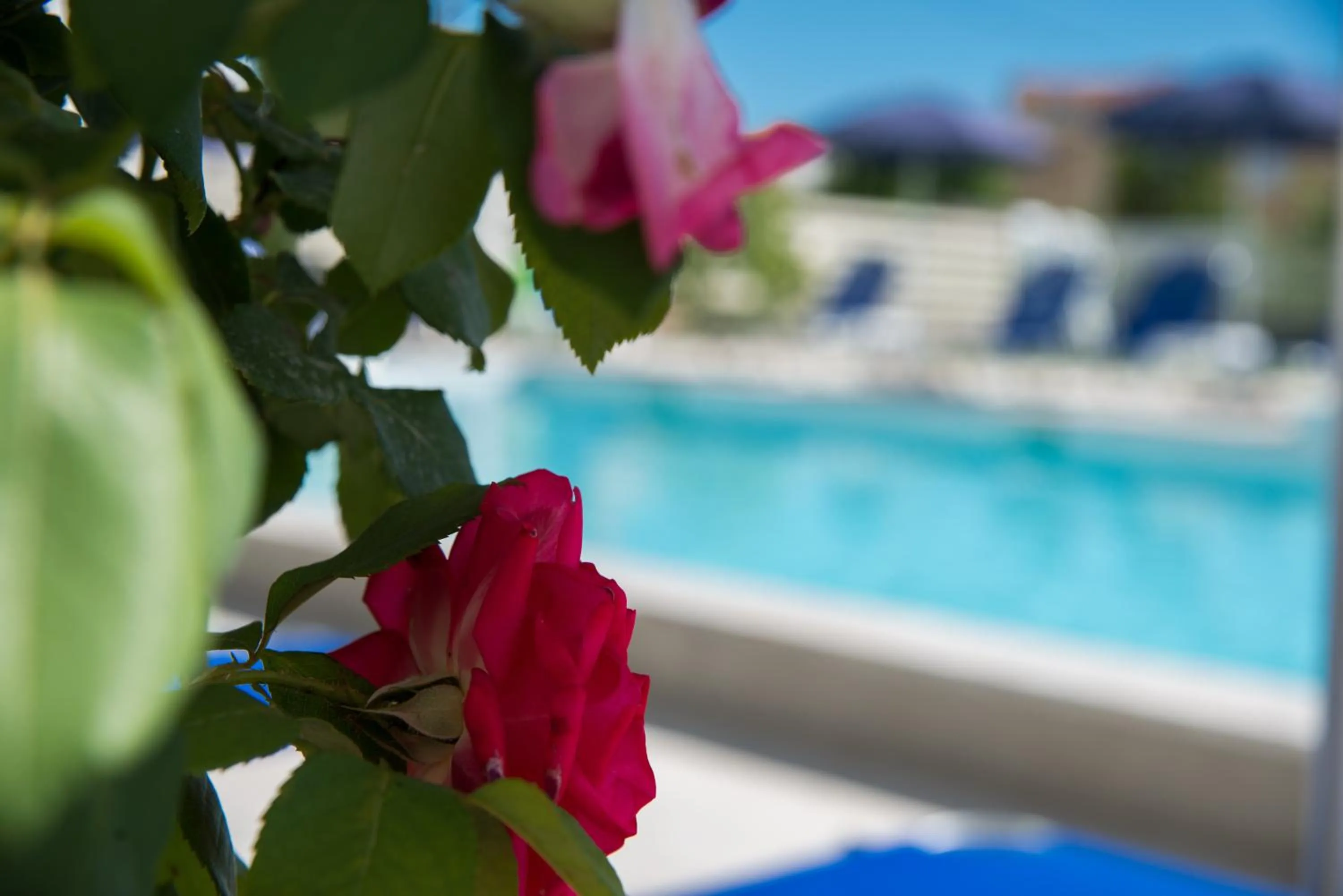 Text overlay in Laganas Dreams 2