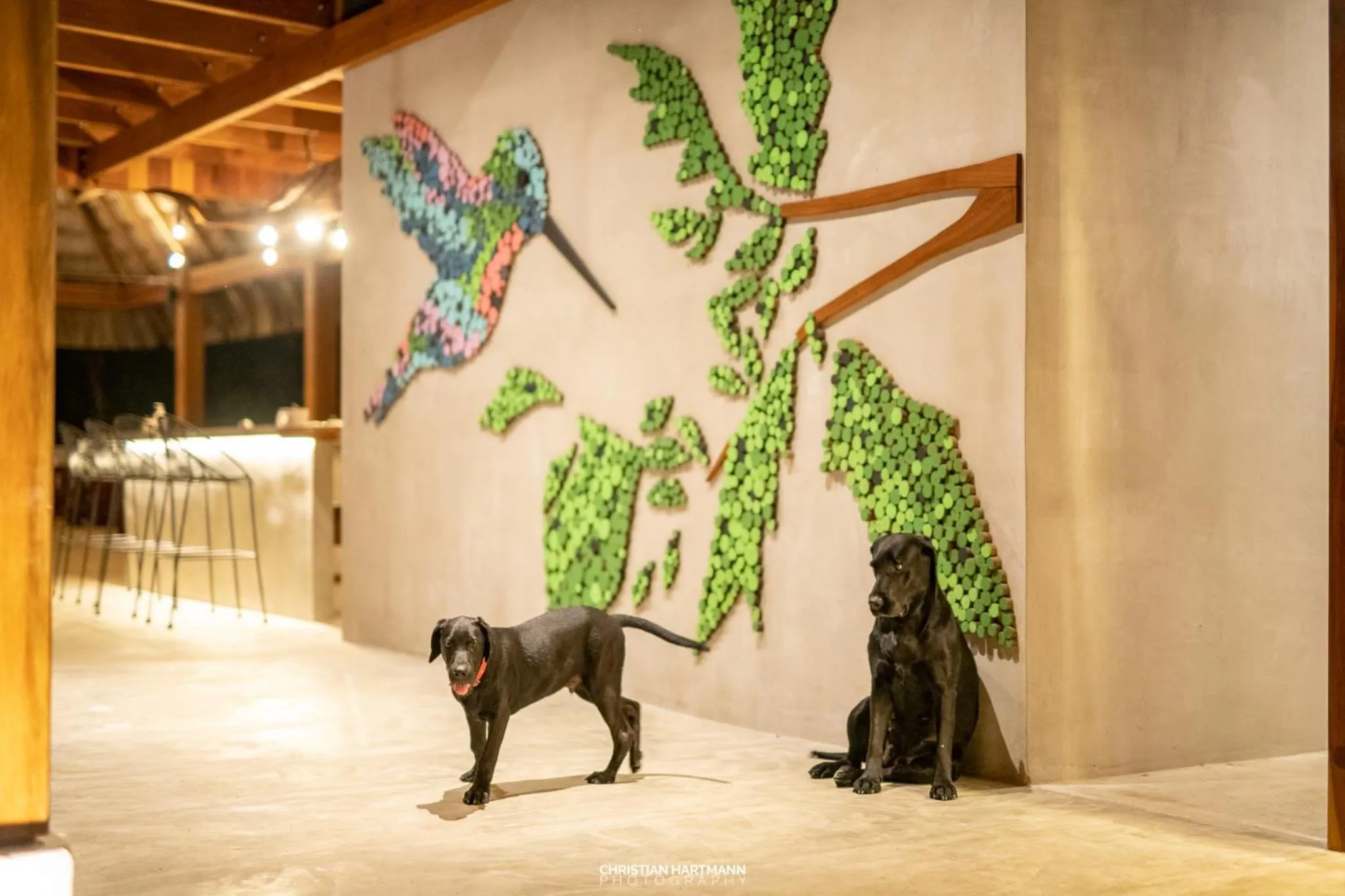 Pets in Hotel Gringo Perdido