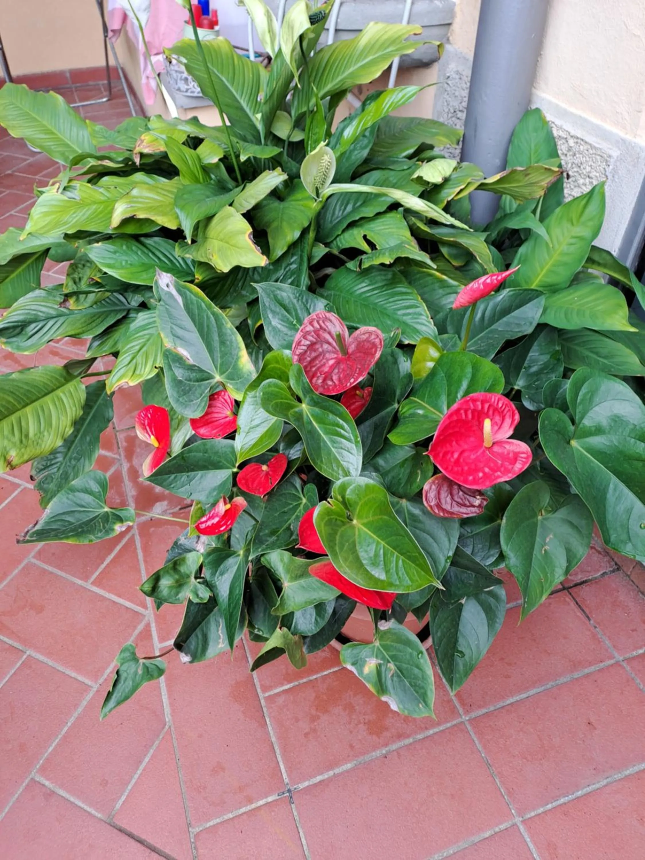 B&B La Dimora di Alida