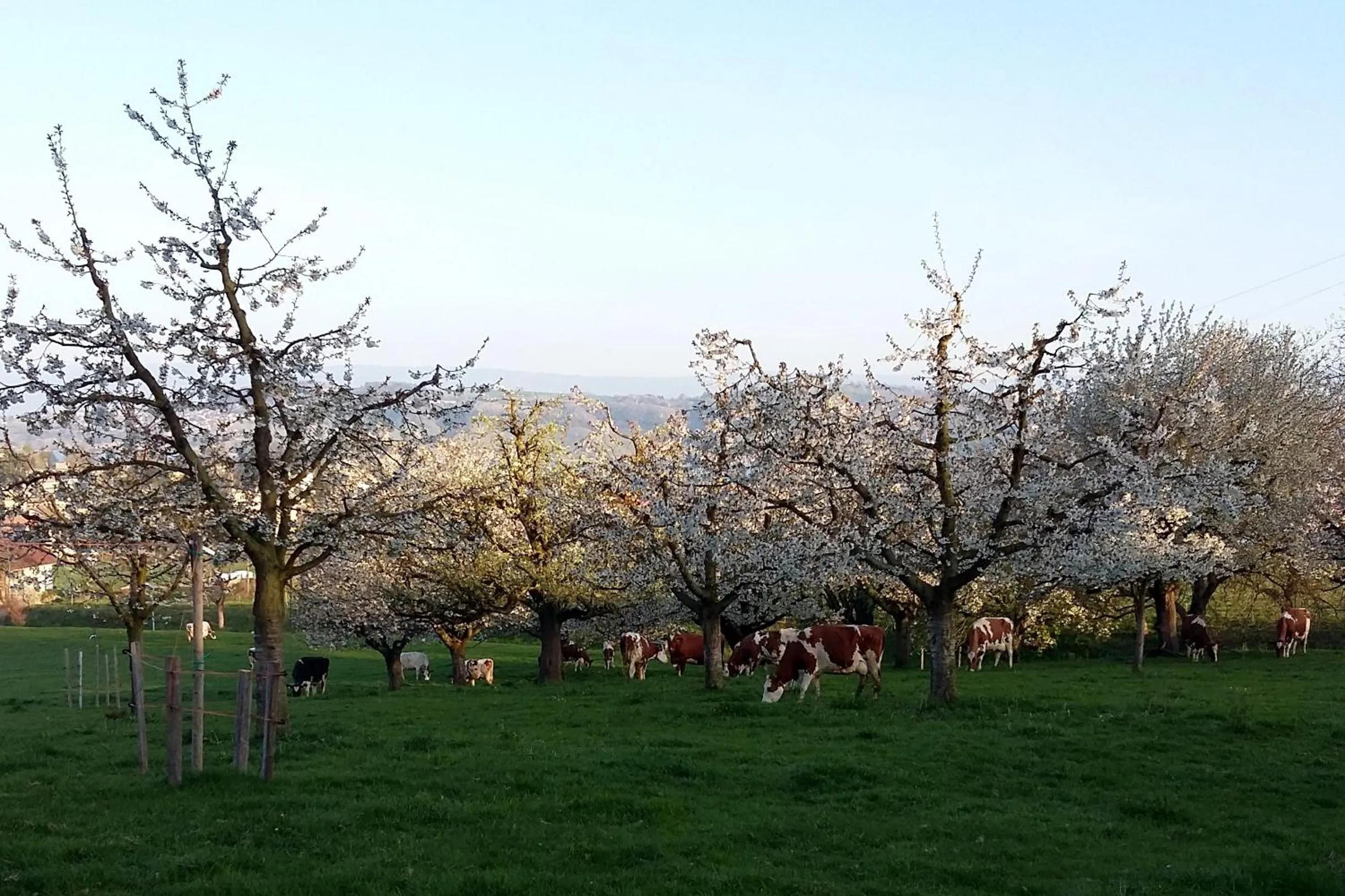 Natural landscape in Hof Oberprehl