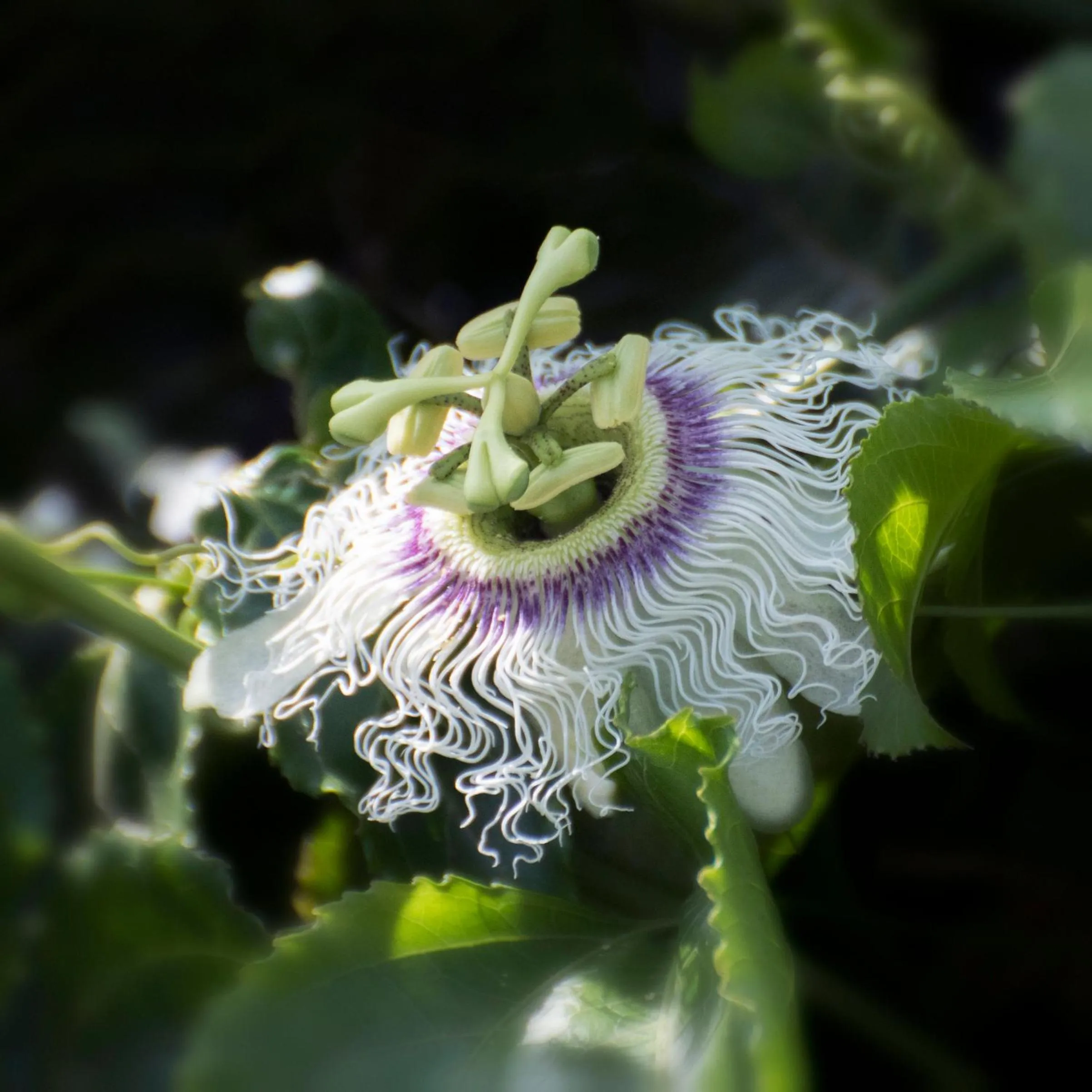 Natural landscape in Elounda Heights (Adults Only)